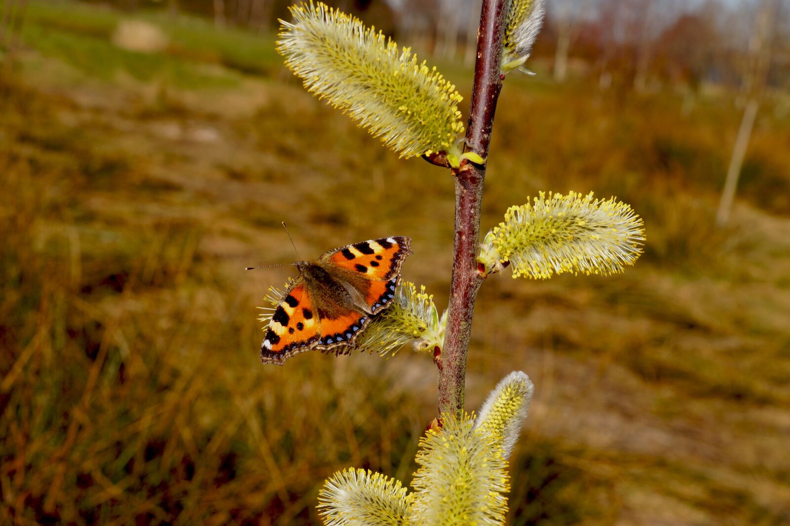 Sony SLT-A58 sample photo. Butterfly, little fox, butterflies photography