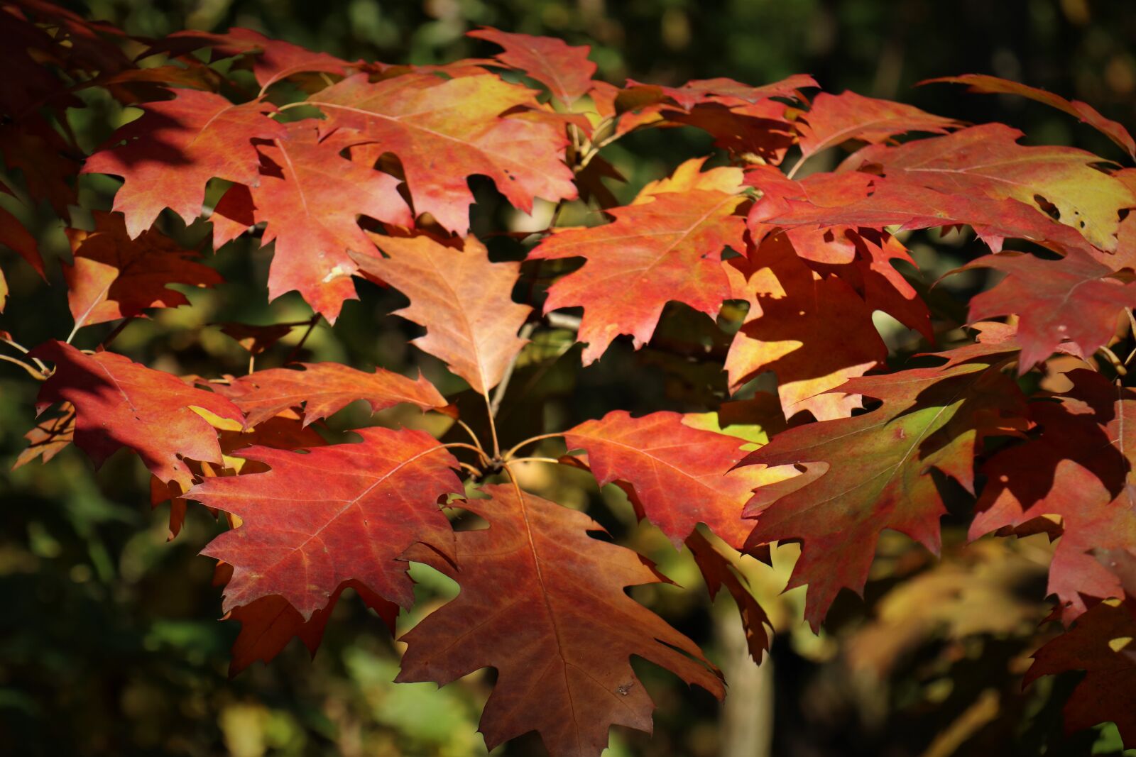 Canon EOS M6 sample photo. Light, in the fall photography