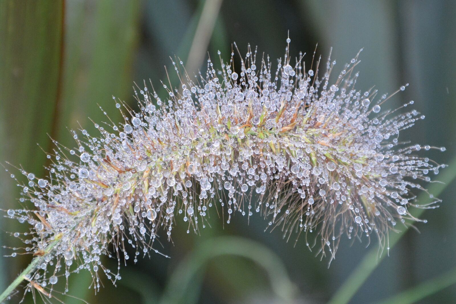 Nikon D5200 sample photo. Plant, seed, droplets of photography