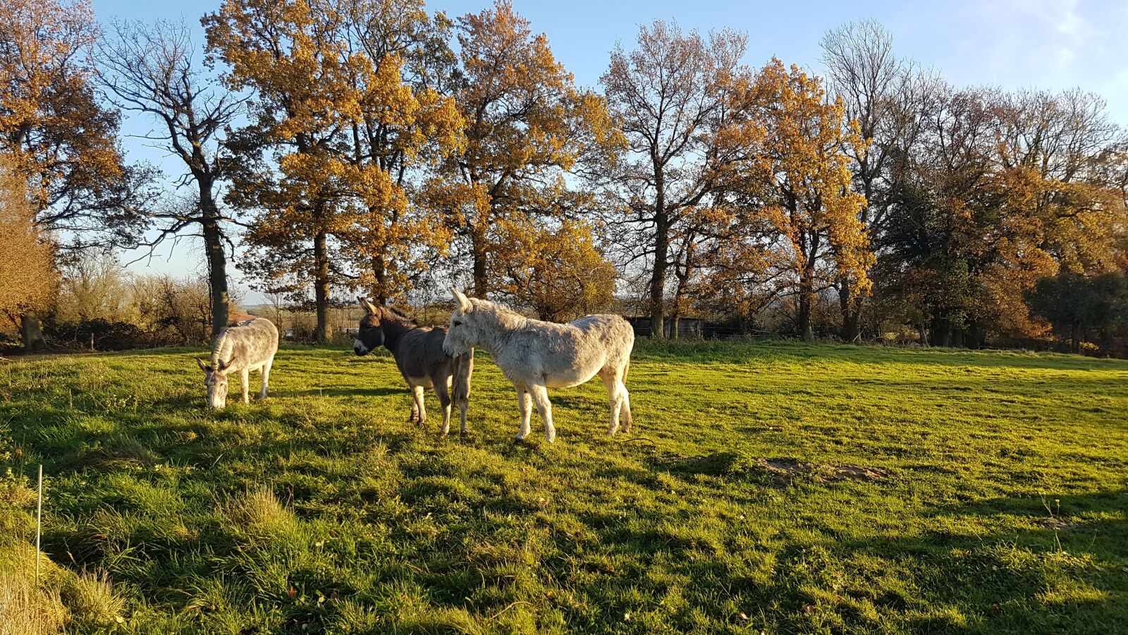 Samsung Galaxy S7 sample photo. Donkeys, animals, nature photography