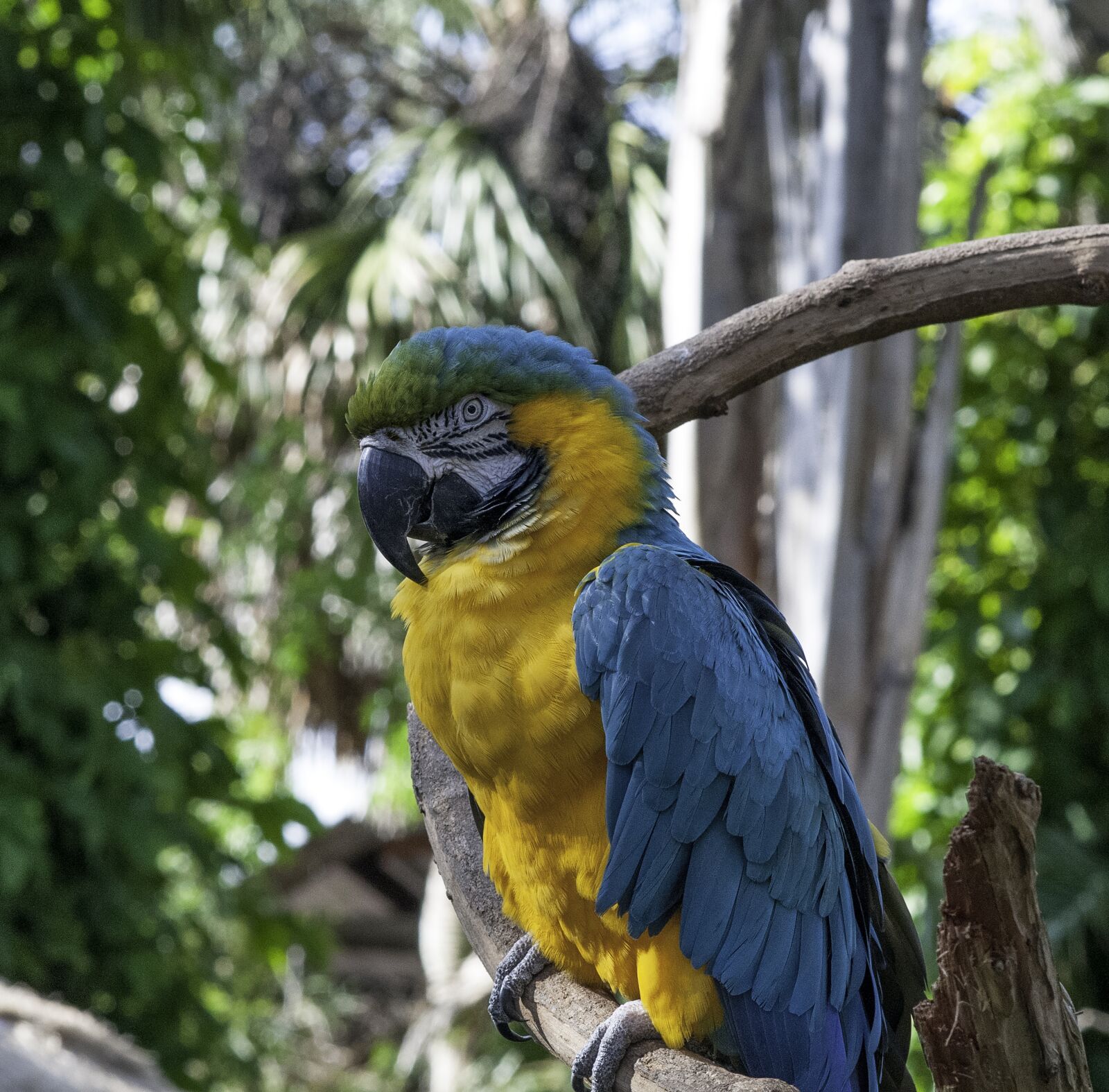 Nikon D300 sample photo. Parrot, bird, animal photography
