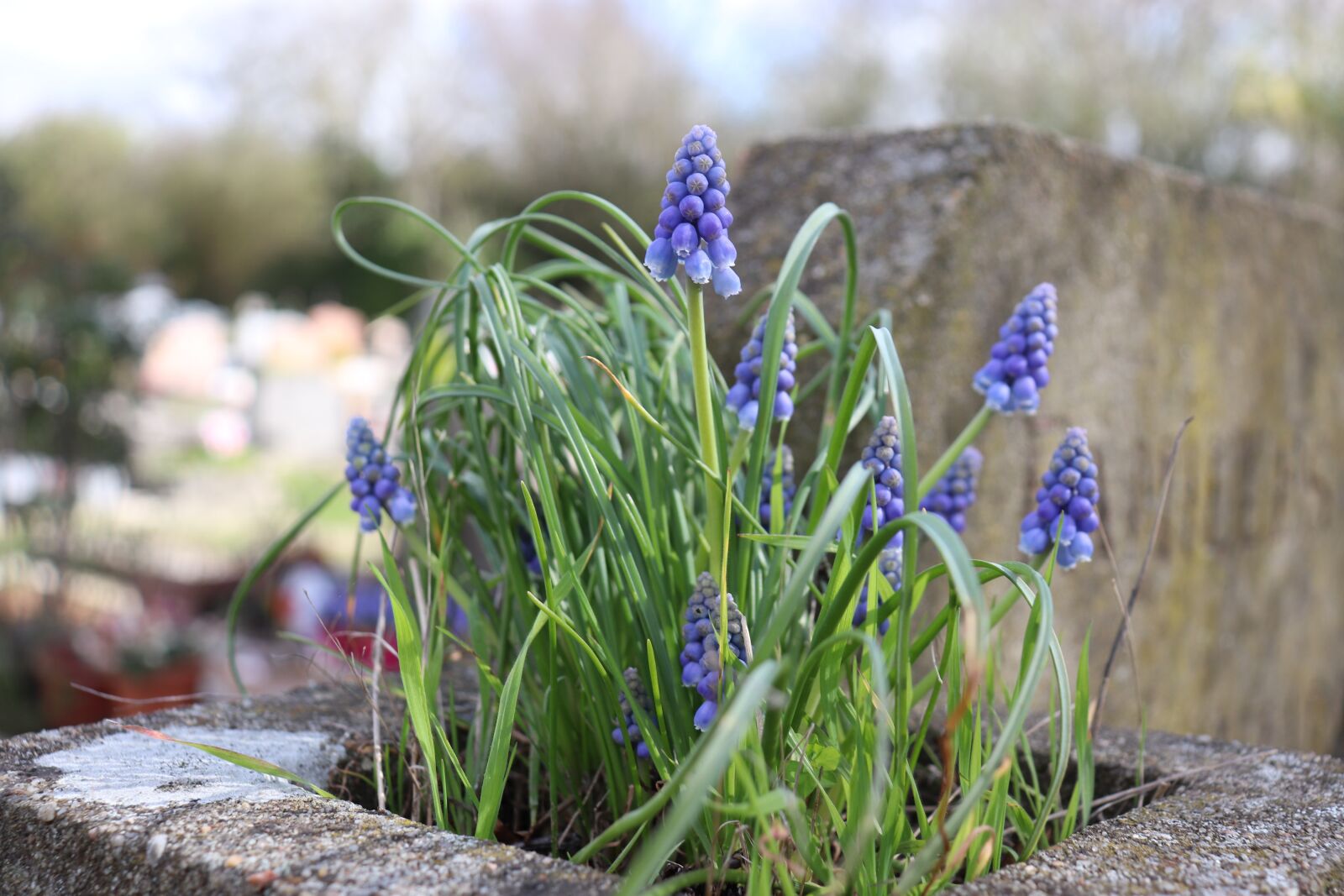 Canon EOS 800D (EOS Rebel T7i / EOS Kiss X9i) sample photo. Blue flowers, spring, cemetery photography