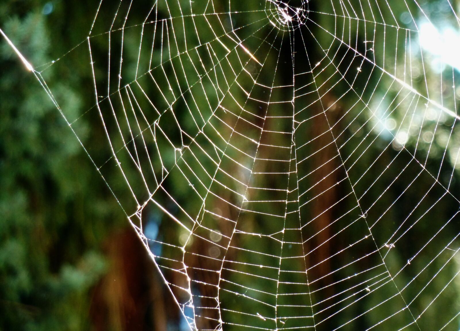 Panasonic DMC-TZ7 sample photo. Cobweb, cobwebs, protein photography