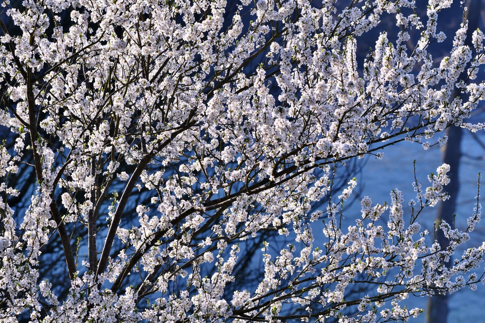 Nikon D500 sample photo. Blossom, spring, flowers photography