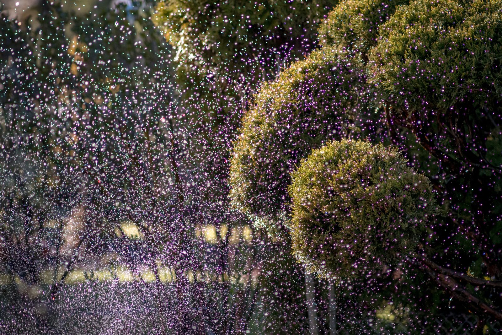 Pentax K-S2 sample photo. Garden, sprinkler, watering photography