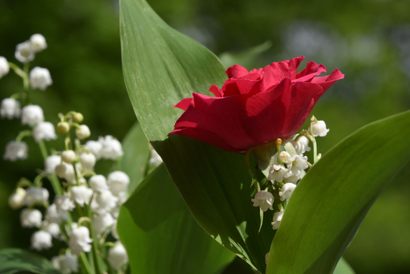 Nikon D5600 sample photo. Nature, flower, plant photography