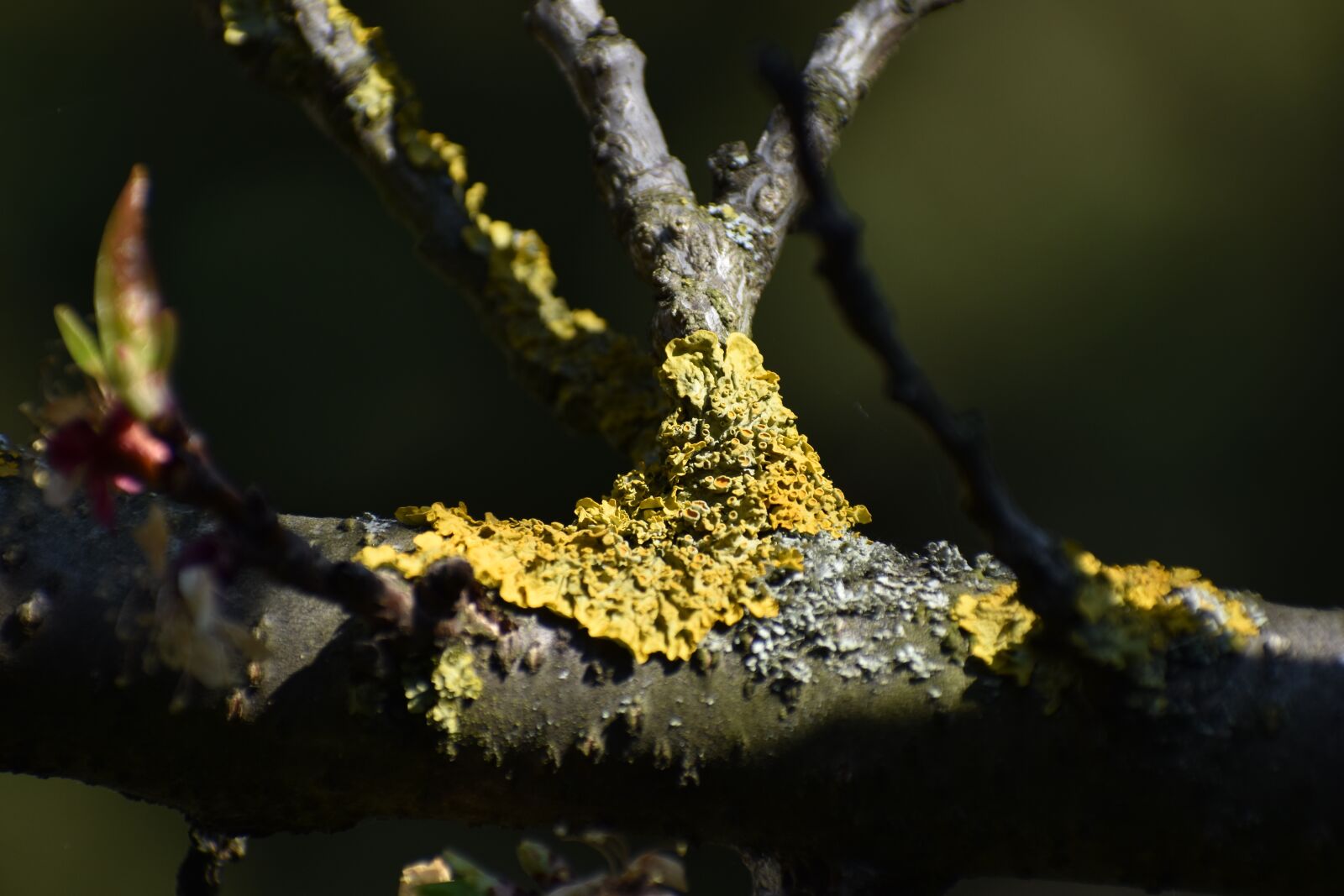 Nikon D3500 sample photo. Tree branch, moss, nature photography