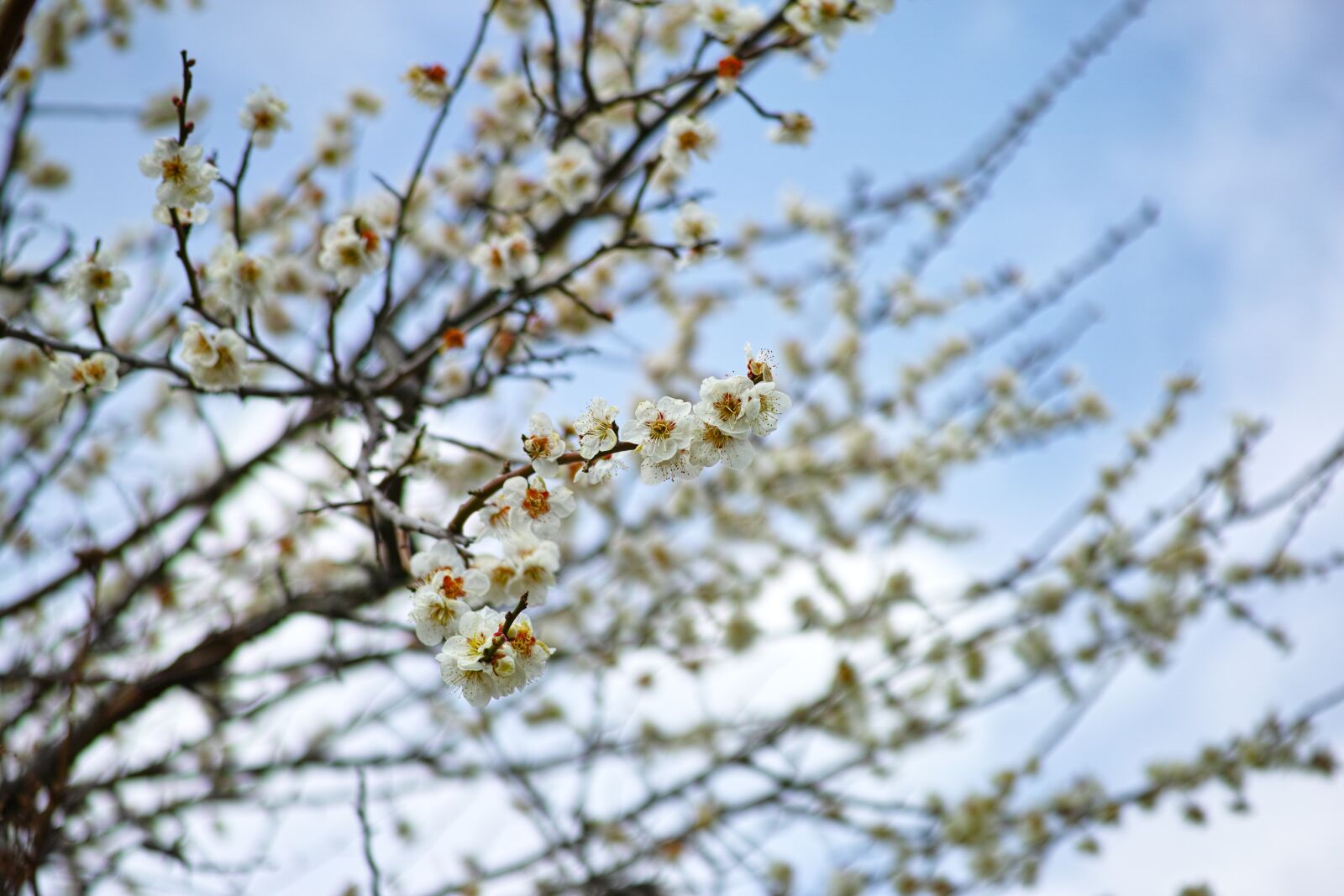 Sigma DP3 Merrill sample photo. Cherry blossoms, plant, japan photography