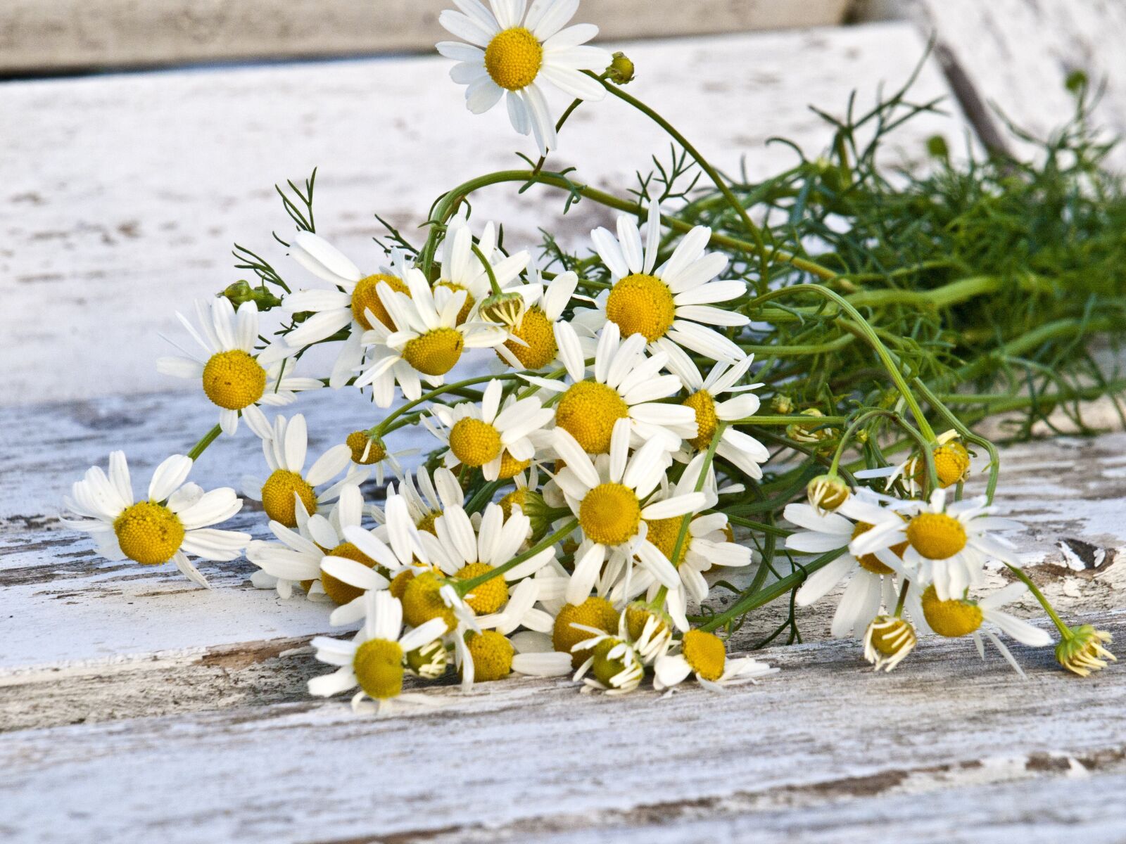 Olympus E-420 (EVOLT E-420) sample photo. Chamomile, genuine chamomile, grassland photography