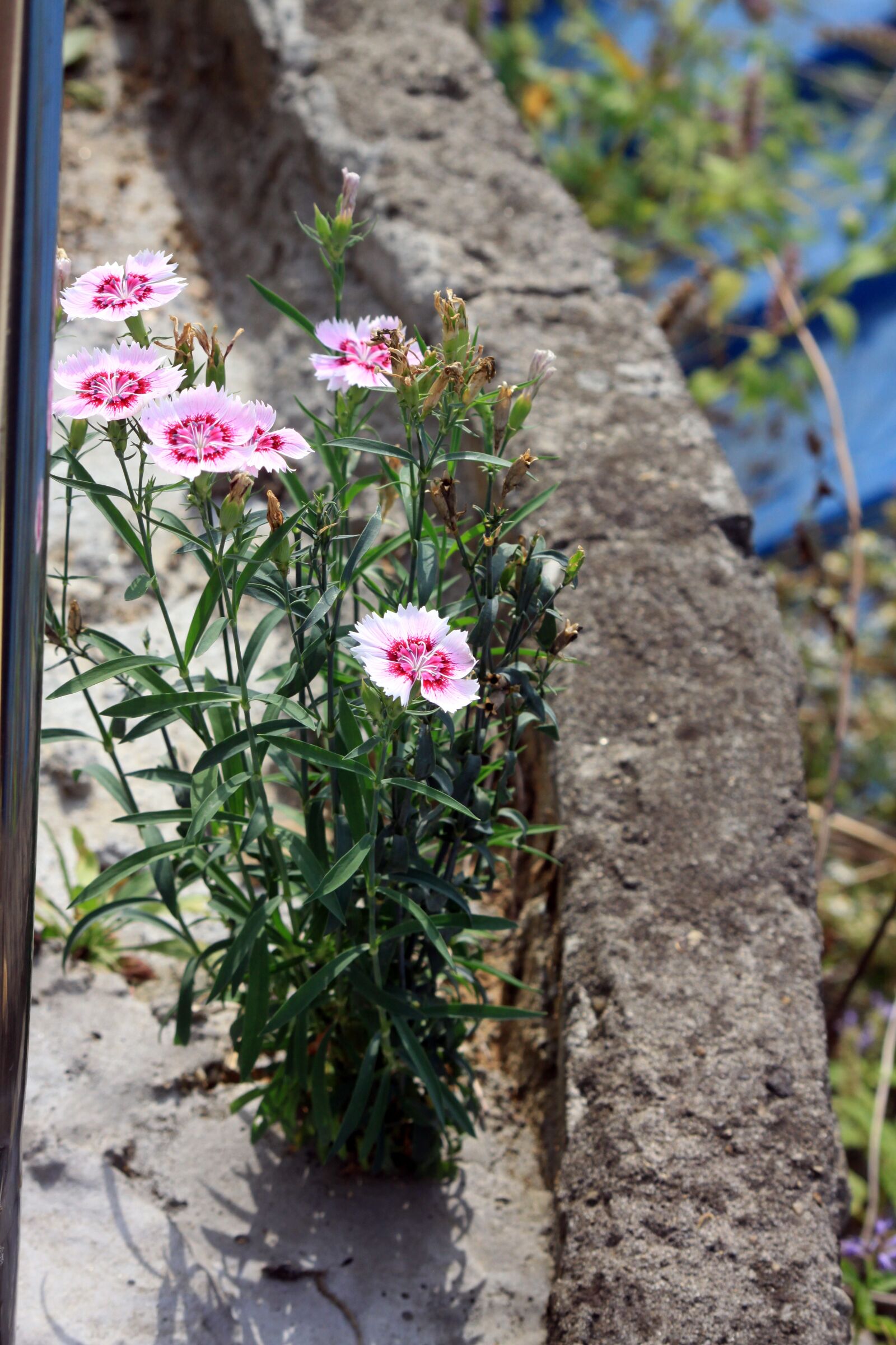Canon EOS 50D sample photo. Flowers, stone next, gil photography