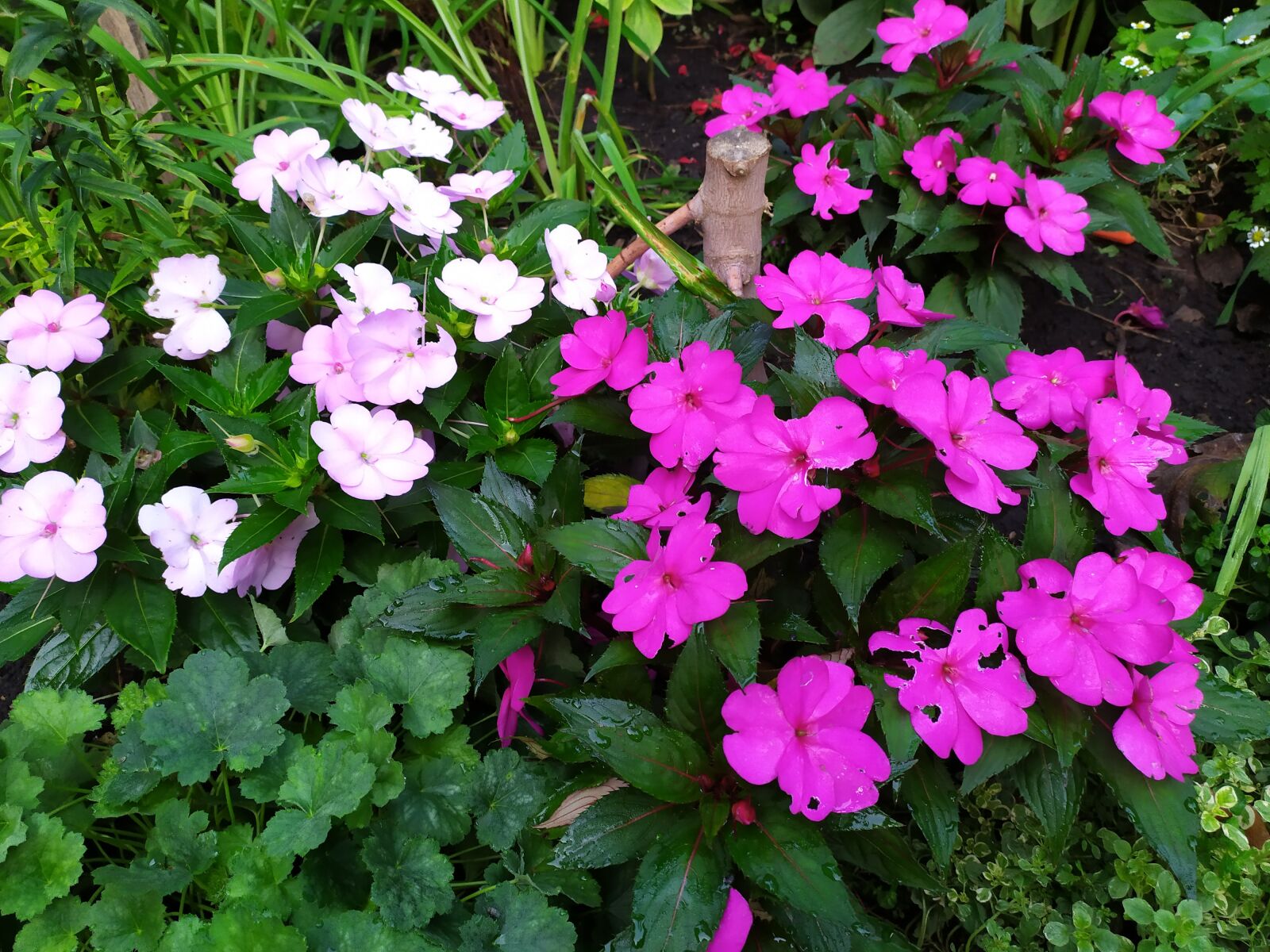 Xiaomi Redmi Note 7 sample photo. Garden, flower, flowers photography