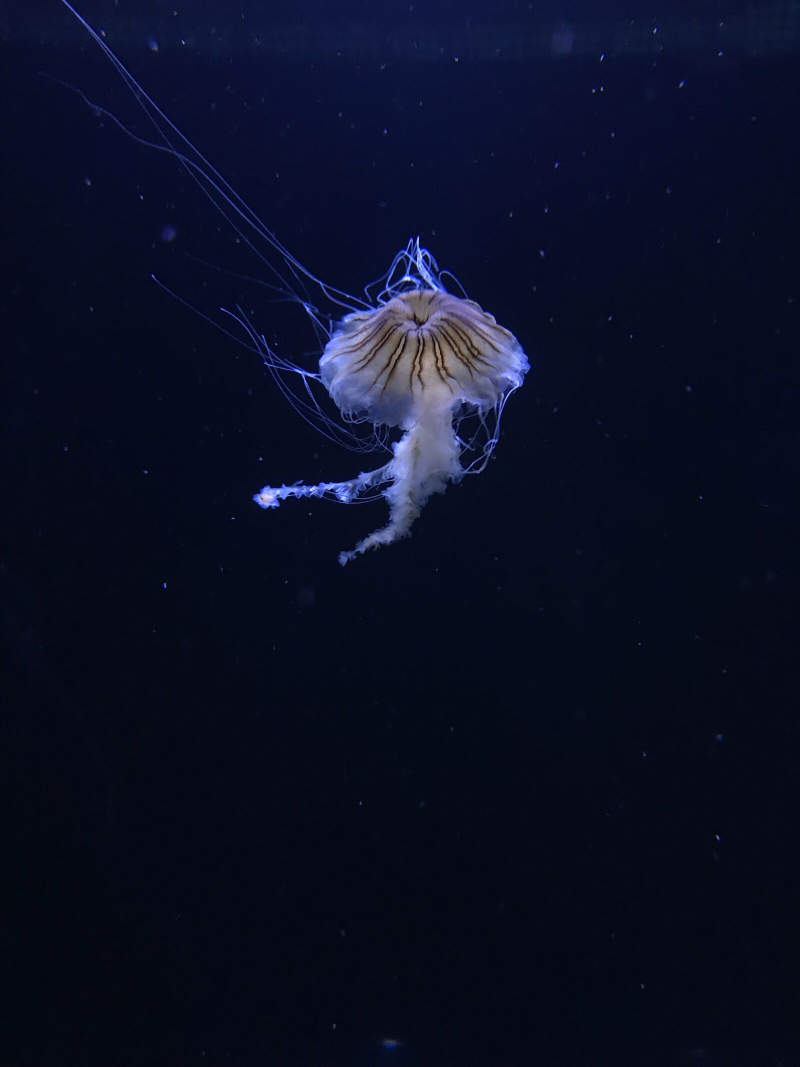 Apple iPhone 7 sample photo. Museum, jellyfish, miami photography