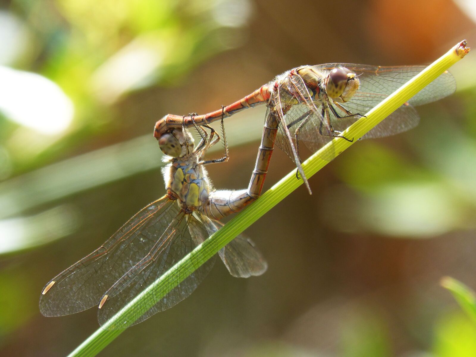 Panasonic DMC-FZ62 sample photo. Dragonflies, copulation, dragonflies mating photography