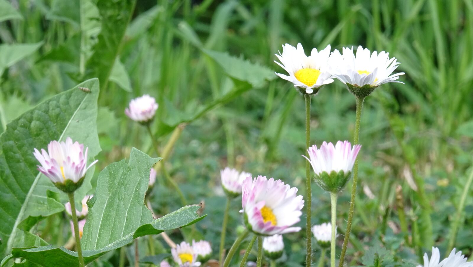 Sony DSC-HX60 sample photo. Meadow, flowers, daisies photography