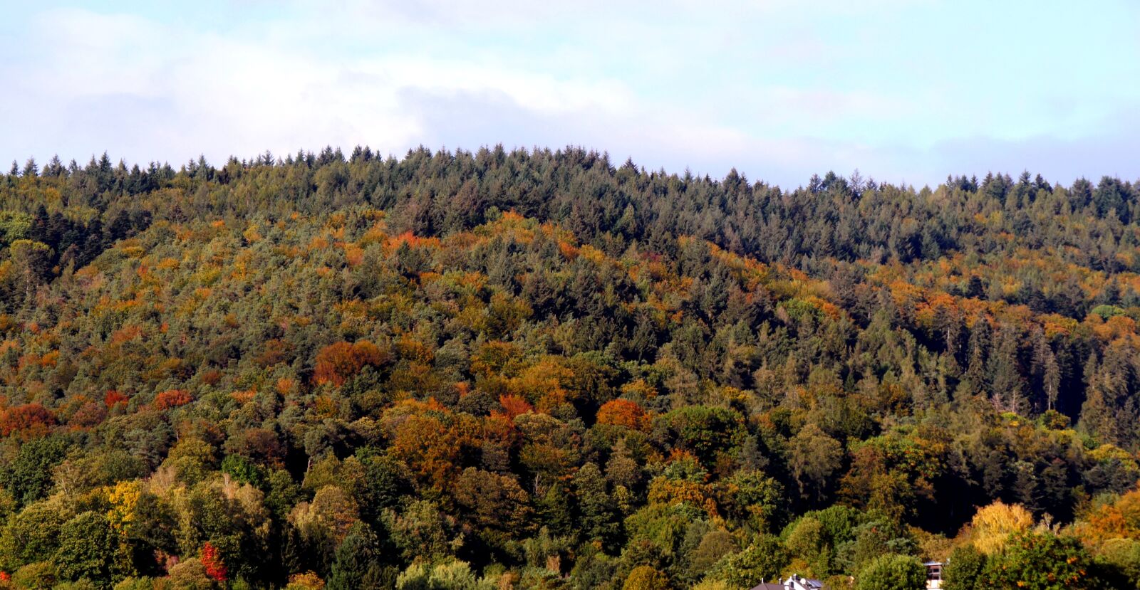 Panasonic Lumix DMC-GX8 sample photo. Autumn forest, autumn, leaves photography