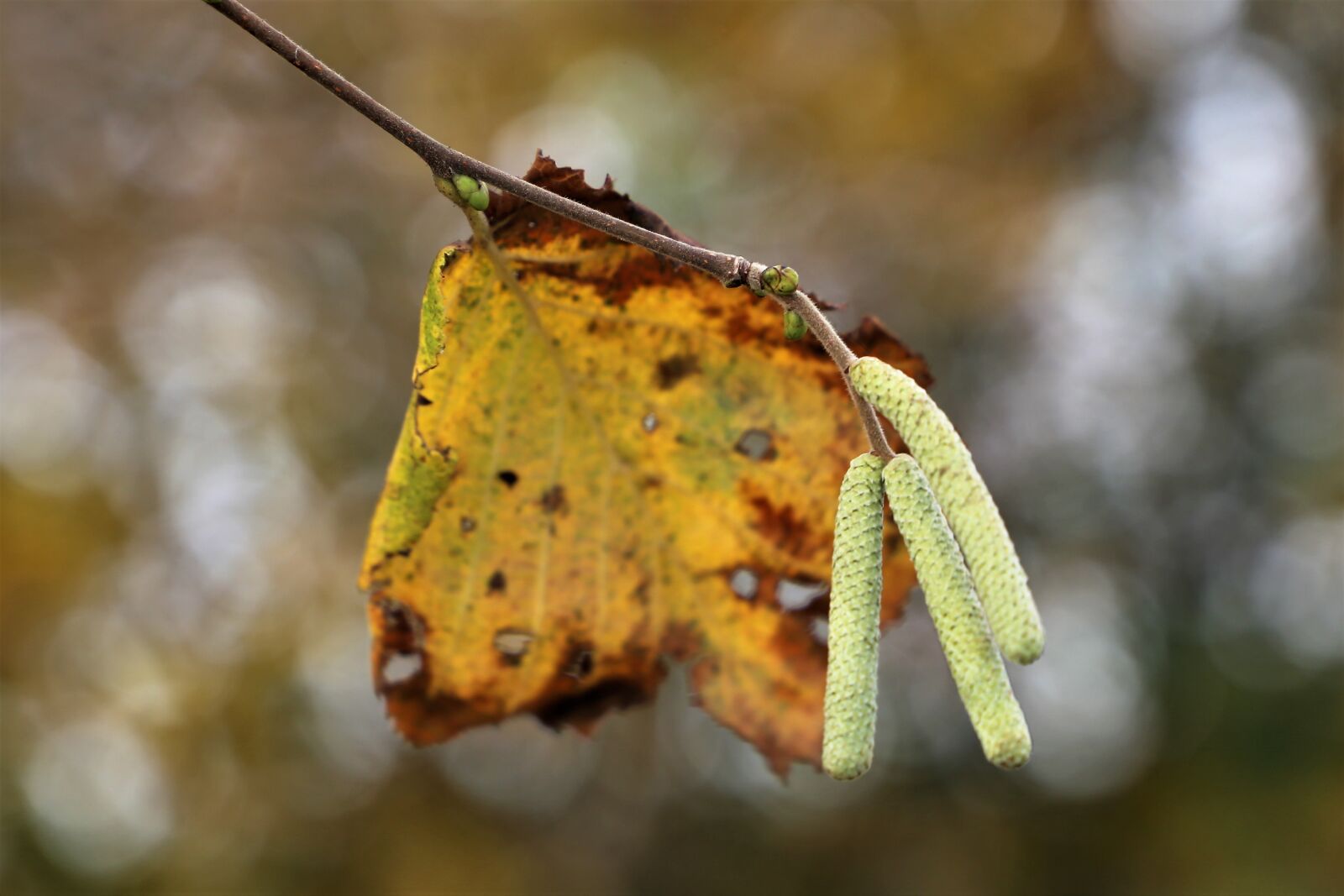 Canon EF 24-105mm F3.5-5.6 IS STM sample photo. Hazelnut, november, season photography