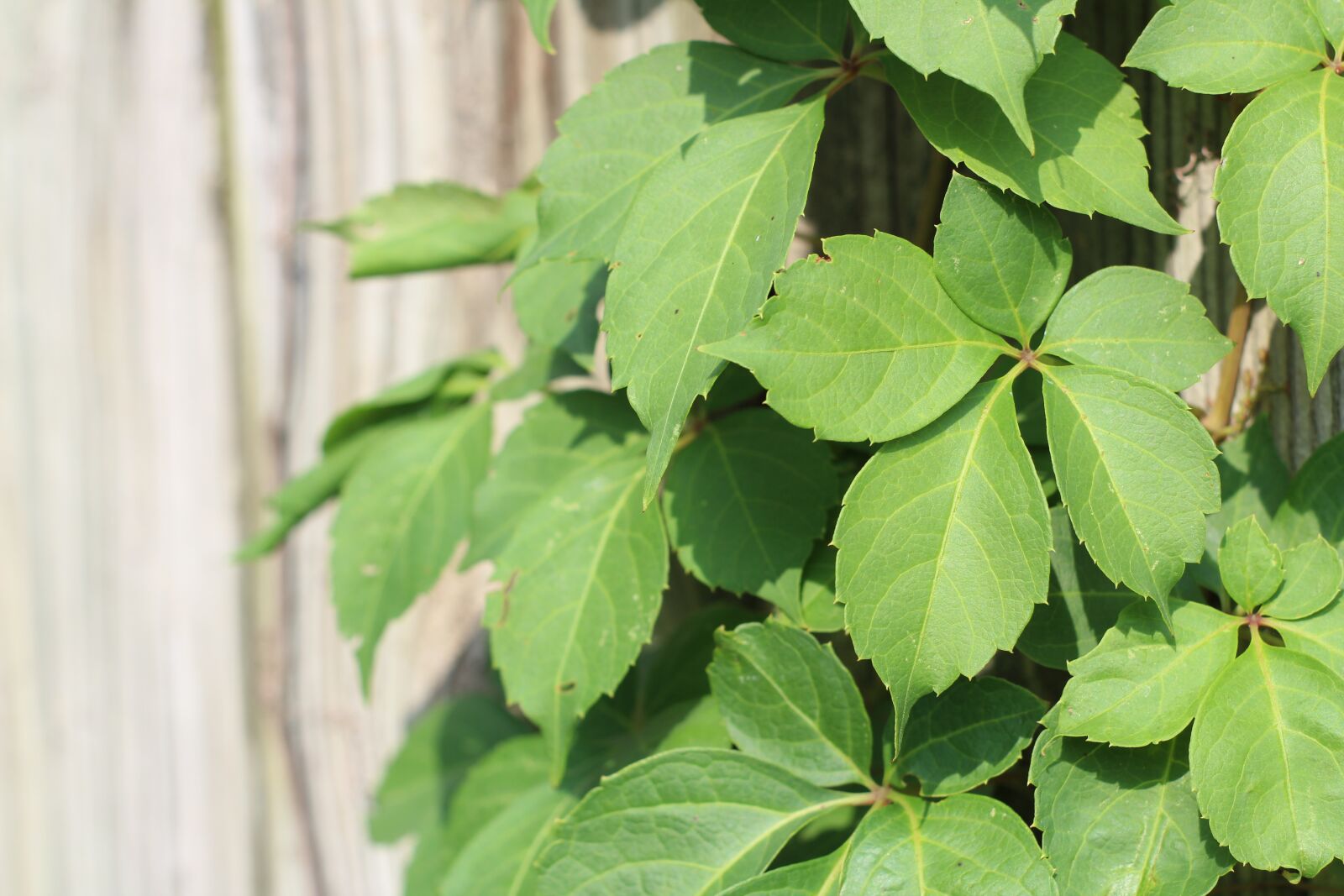 Canon EOS 600D (Rebel EOS T3i / EOS Kiss X5) sample photo. Virginia creeper, ivy, vine photography