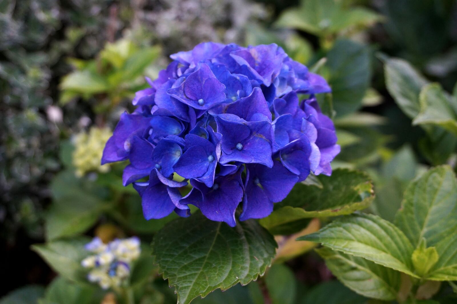 Sony Alpha a5000 (ILCE 5000) sample photo. Hydrangea, blossom, bloom photography