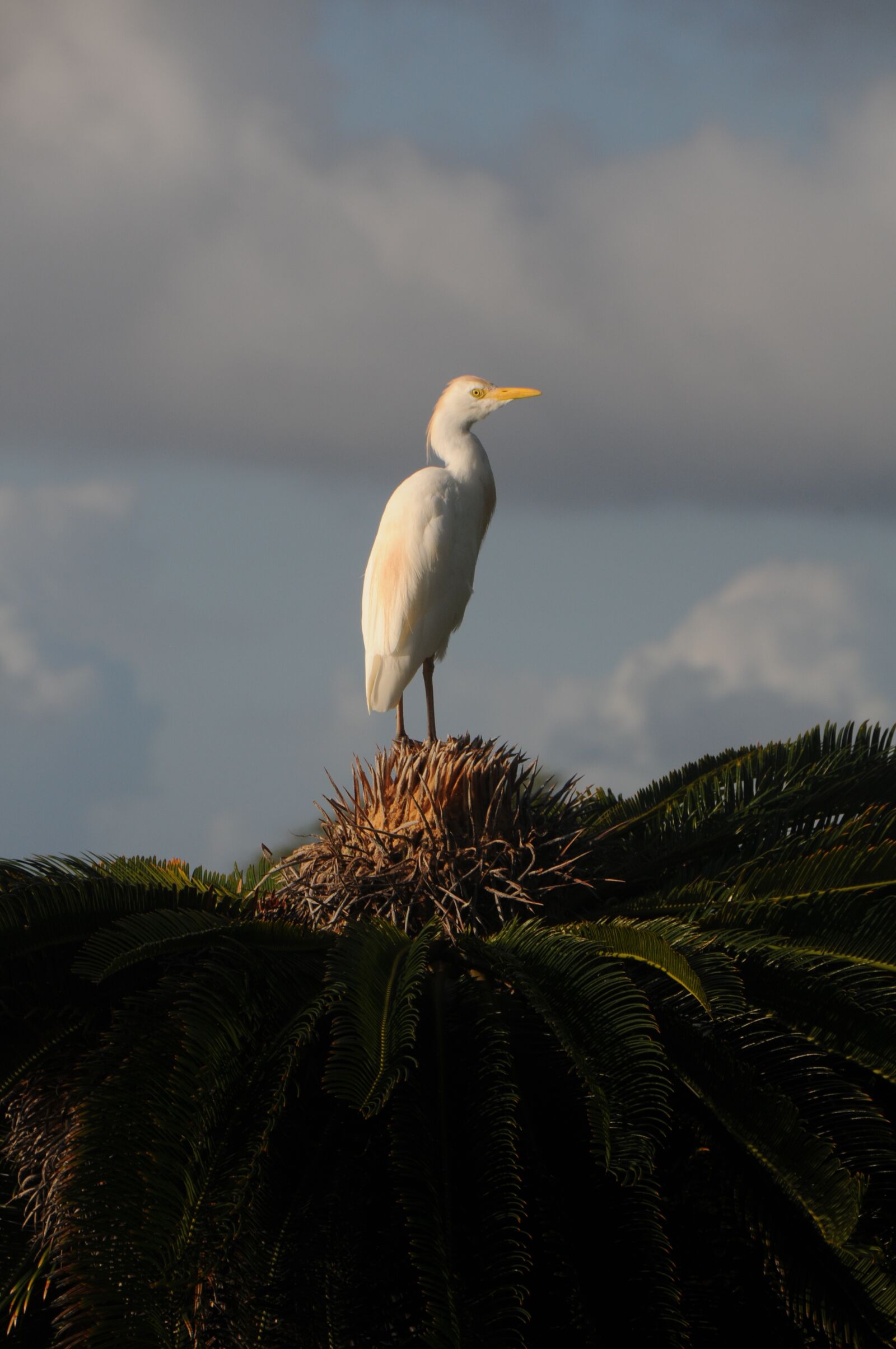 Nikon D300S sample photo. Egret, bird, sago palm photography