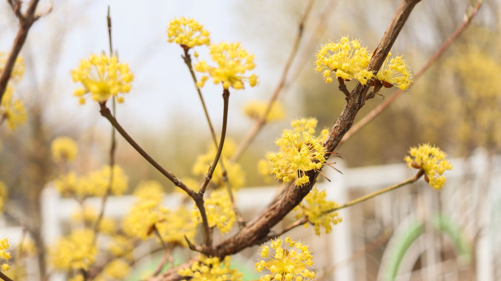 Canon EF-S 24mm F2.8 STM sample photo. Cornus, fruit, wood photography