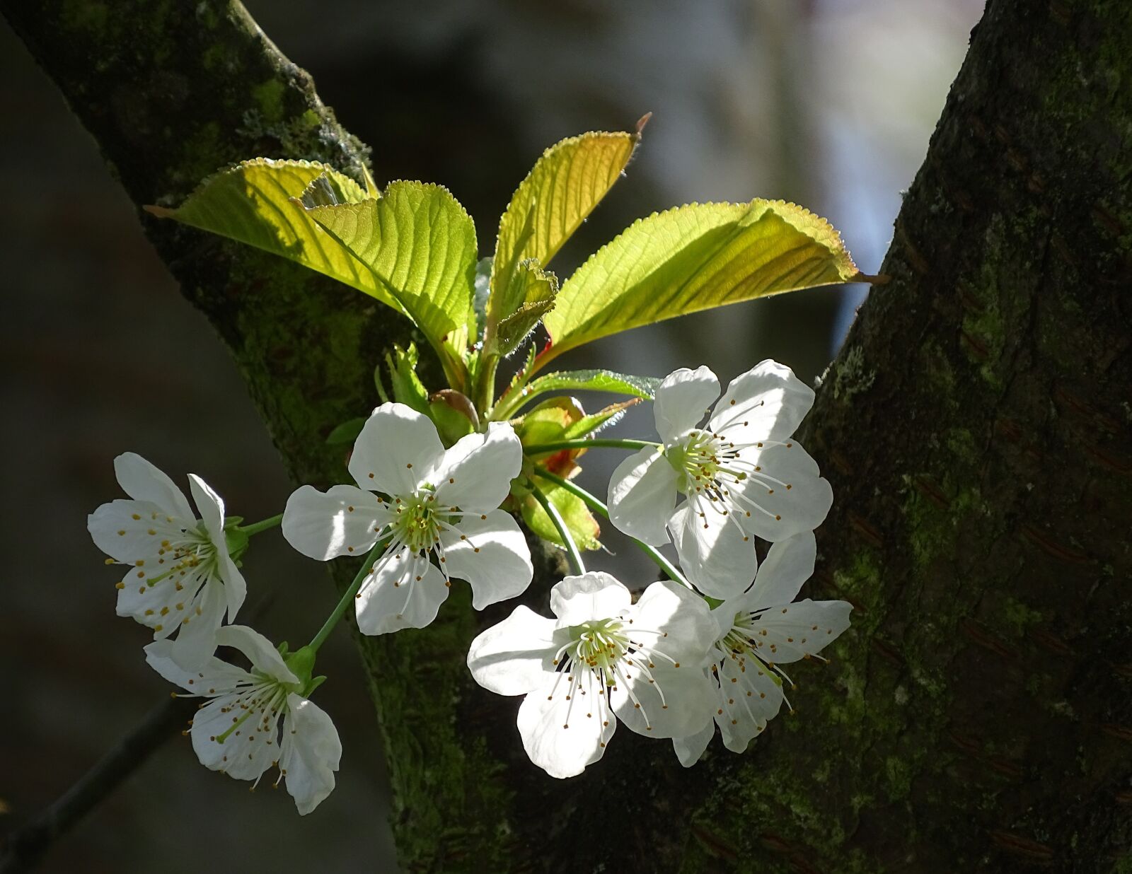 Sony Cyber-shot DSC-HX400V sample photo. Cherry blossom, white, tree photography