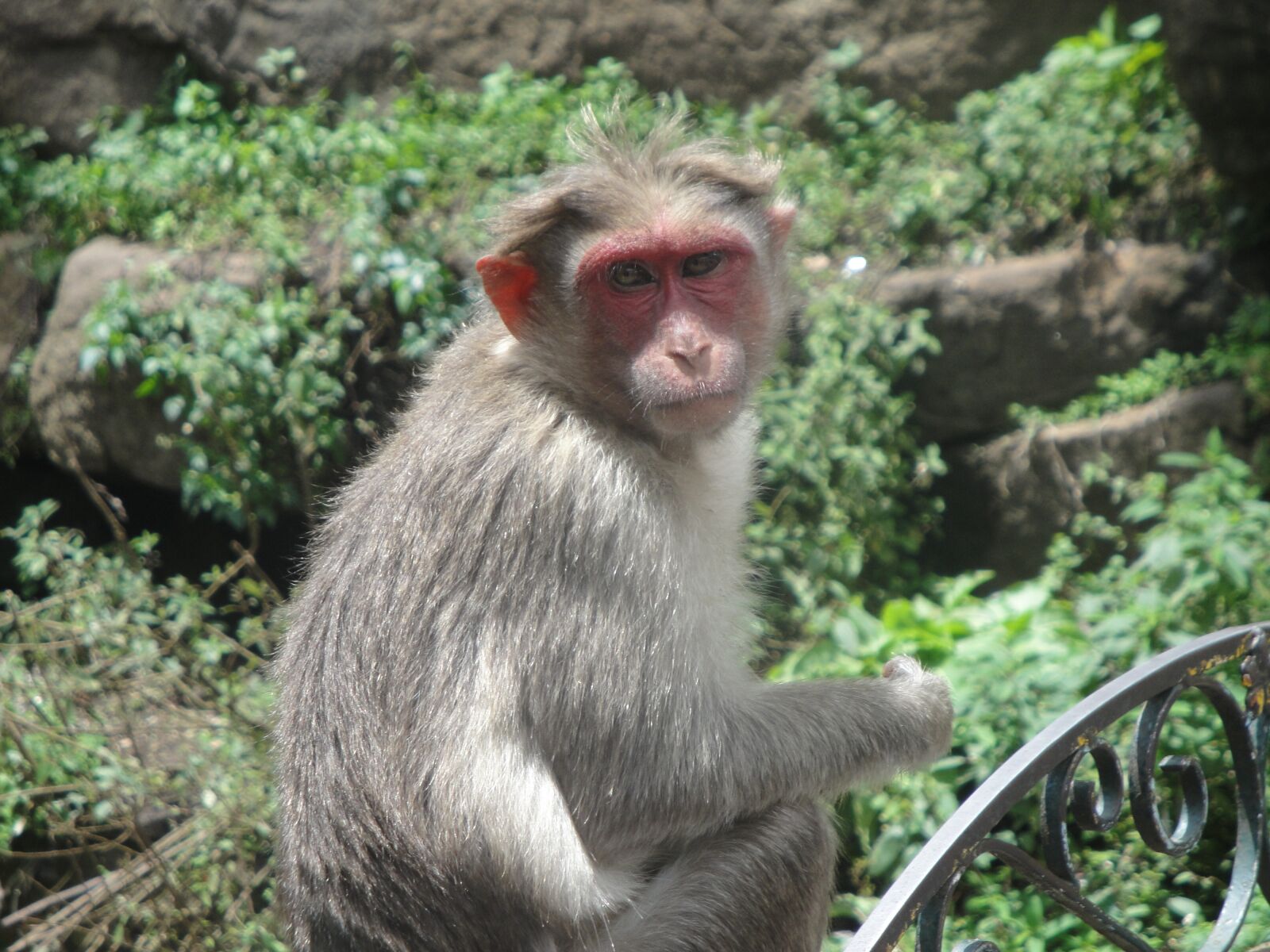 Sony Cyber-shot DSC-W290 sample photo. Monkey, animal, wild photography