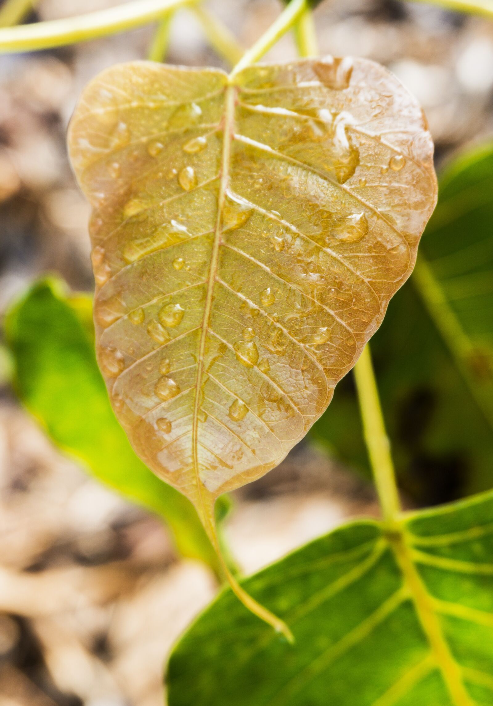 Sony a6000 sample photo. Young bodhi leaf, bodhi photography