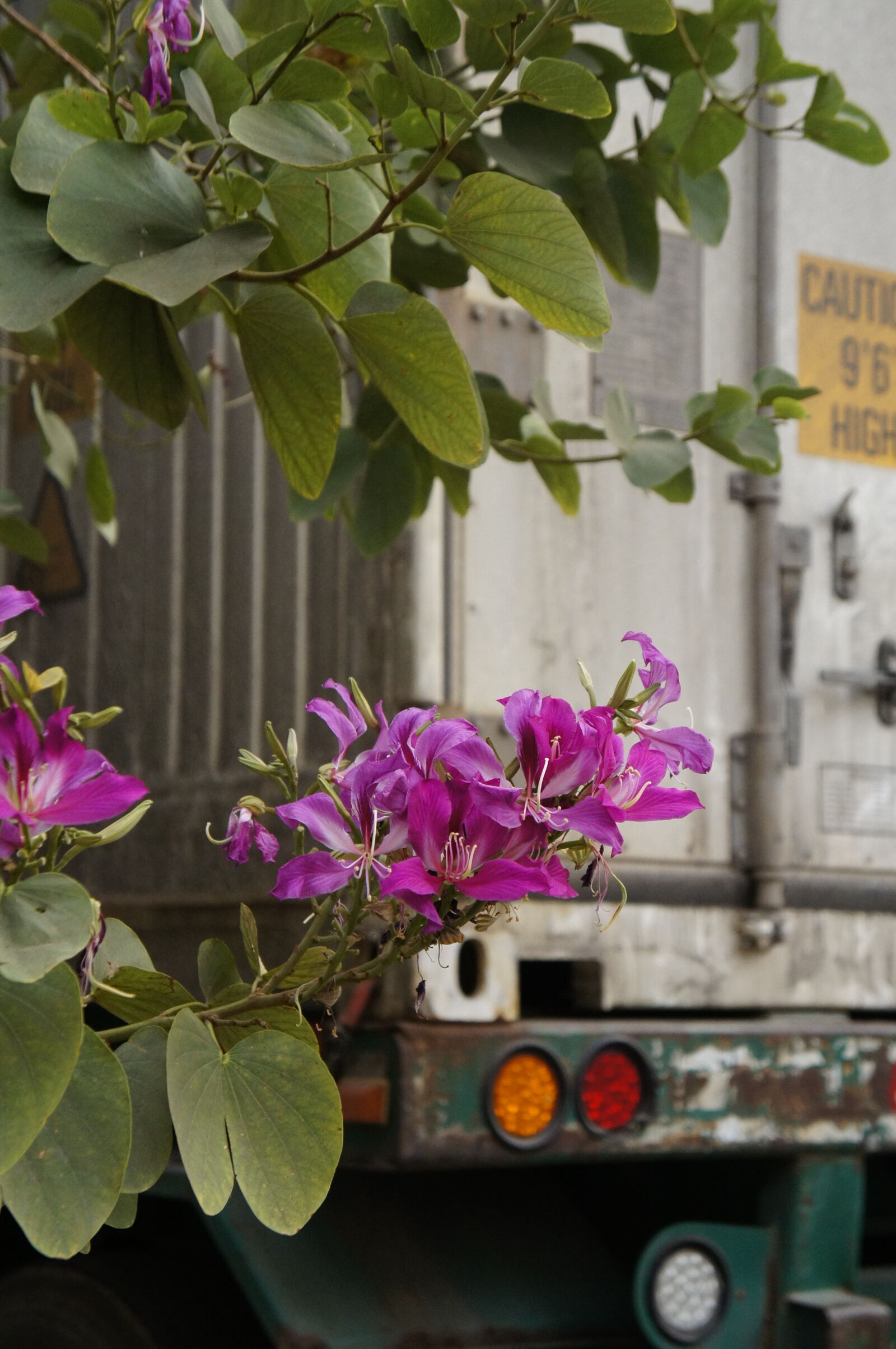 Sony E 18-55mm F3.5-5.6 OSS sample photo. Flowers photography