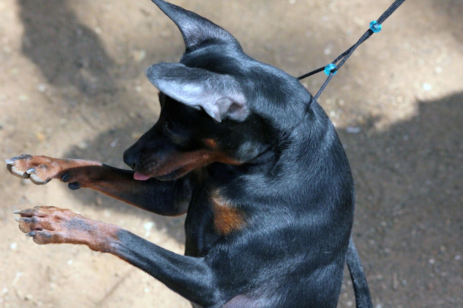 Canon EOS 550D (EOS Rebel T2i / EOS Kiss X4) sample photo. Animal, doberman, dog, pet photography