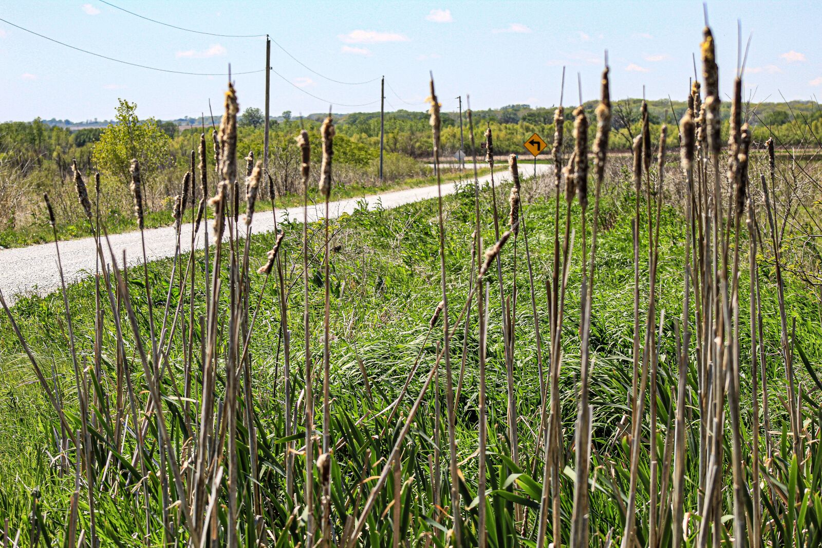Canon EOS 4000D (EOS Rebel T100 / EOS 3000D) sample photo. Cattails, nature, grass photography