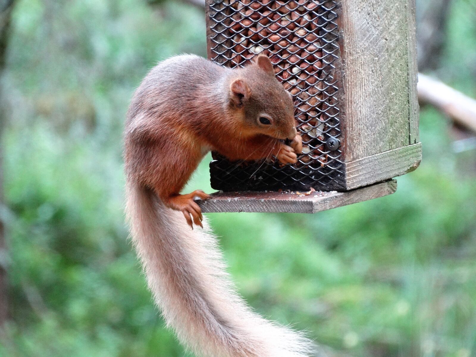 Sony Cyber-shot DSC-HX300 sample photo. Red squirrel, scottish highlands photography