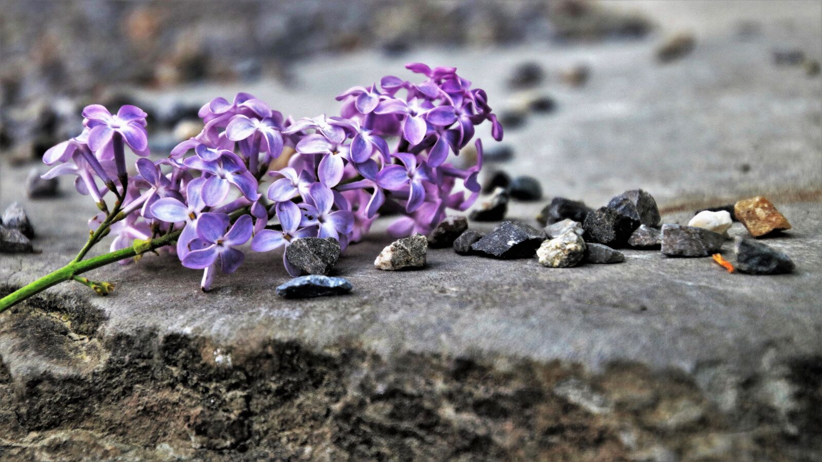 Canon EOS 80D sample photo. Without, violet, nature photography