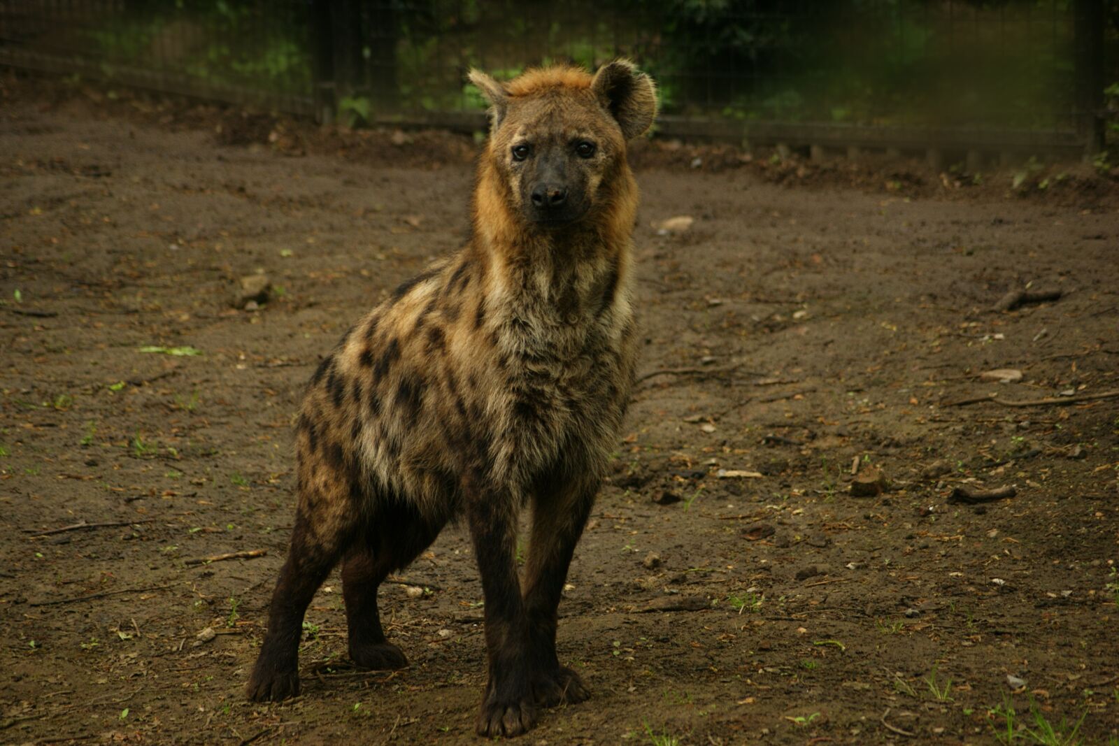 Sony Alpha DSLR-A390 sample photo. Hyena, predator, animal photography