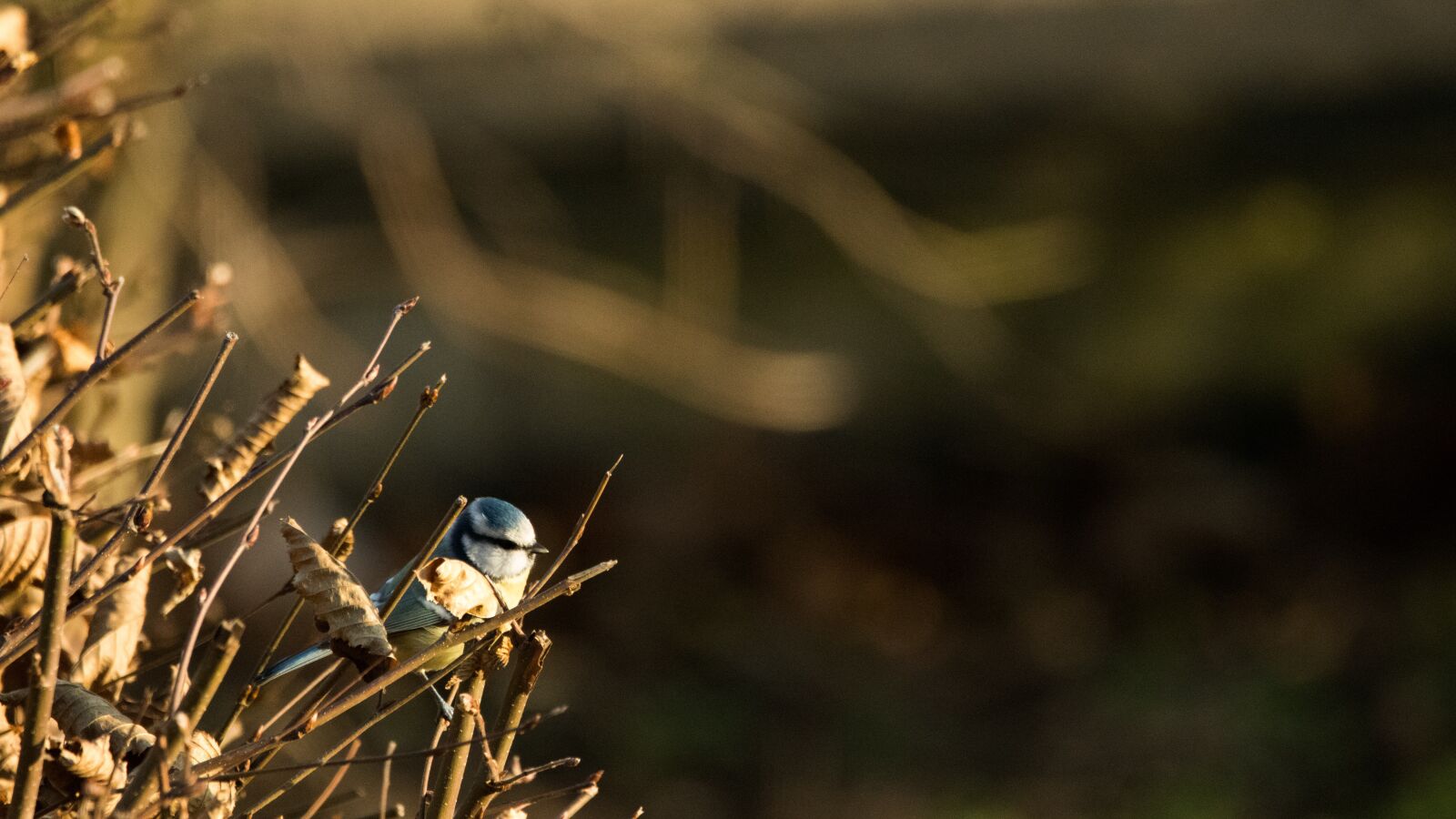 150-600mm F5-6.3 DG OS HSM | Contemporary 015 sample photo. Blue tit, residential area photography