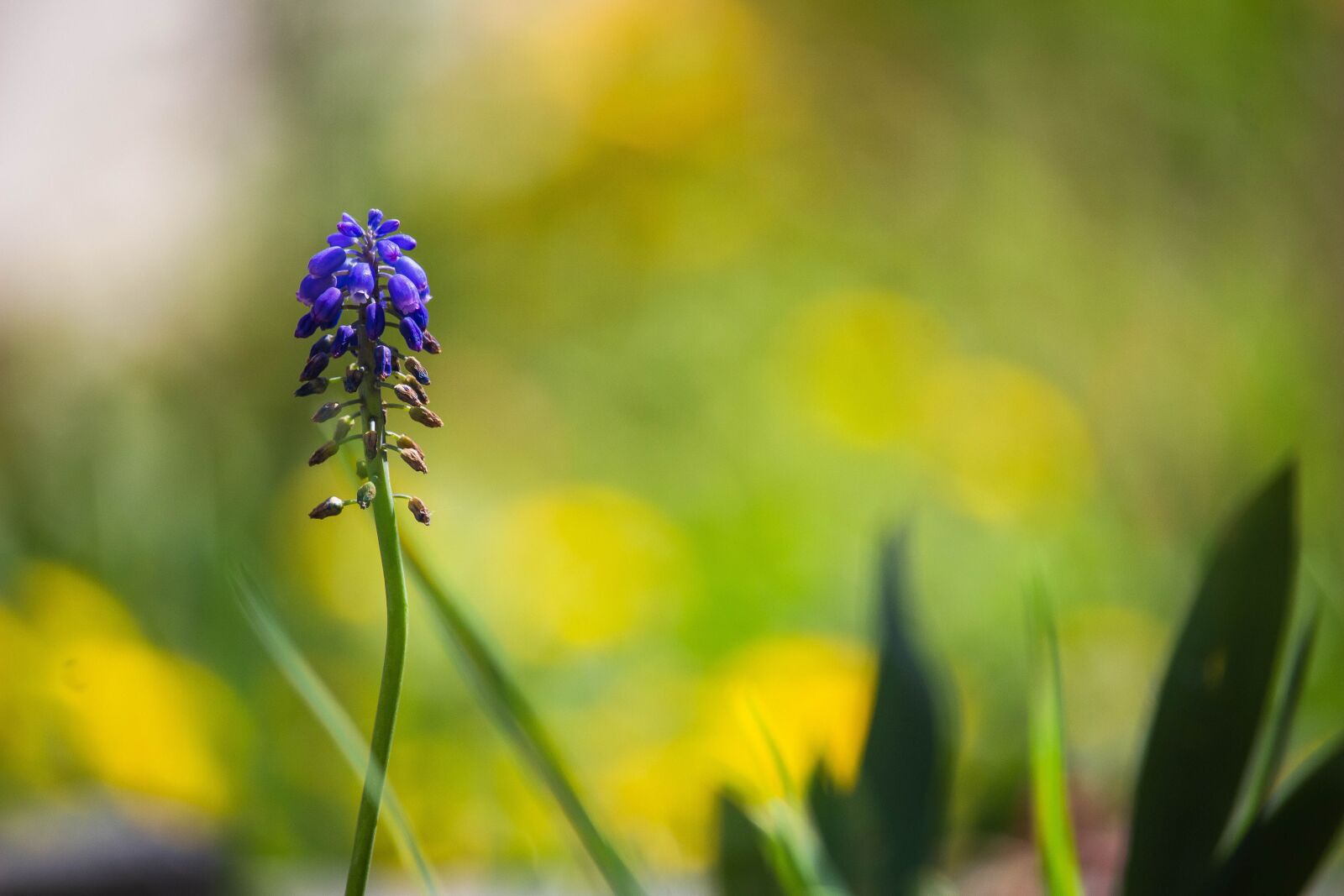 Canon EOS 100D (EOS Rebel SL1 / EOS Kiss X7) sample photo. Spring flower, blue flower photography