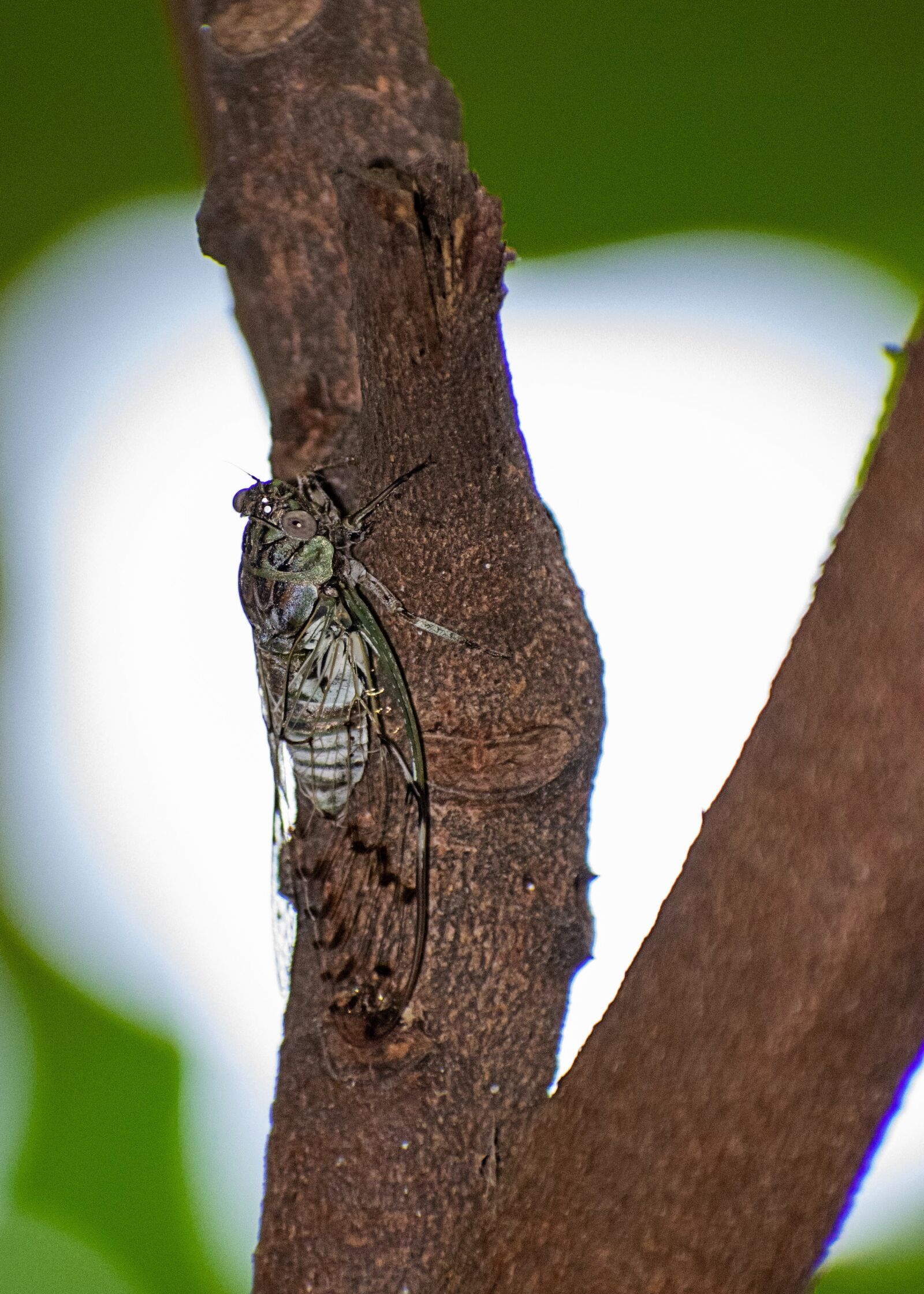 Nikon D3400 sample photo. Fauna, cicada, insect photography