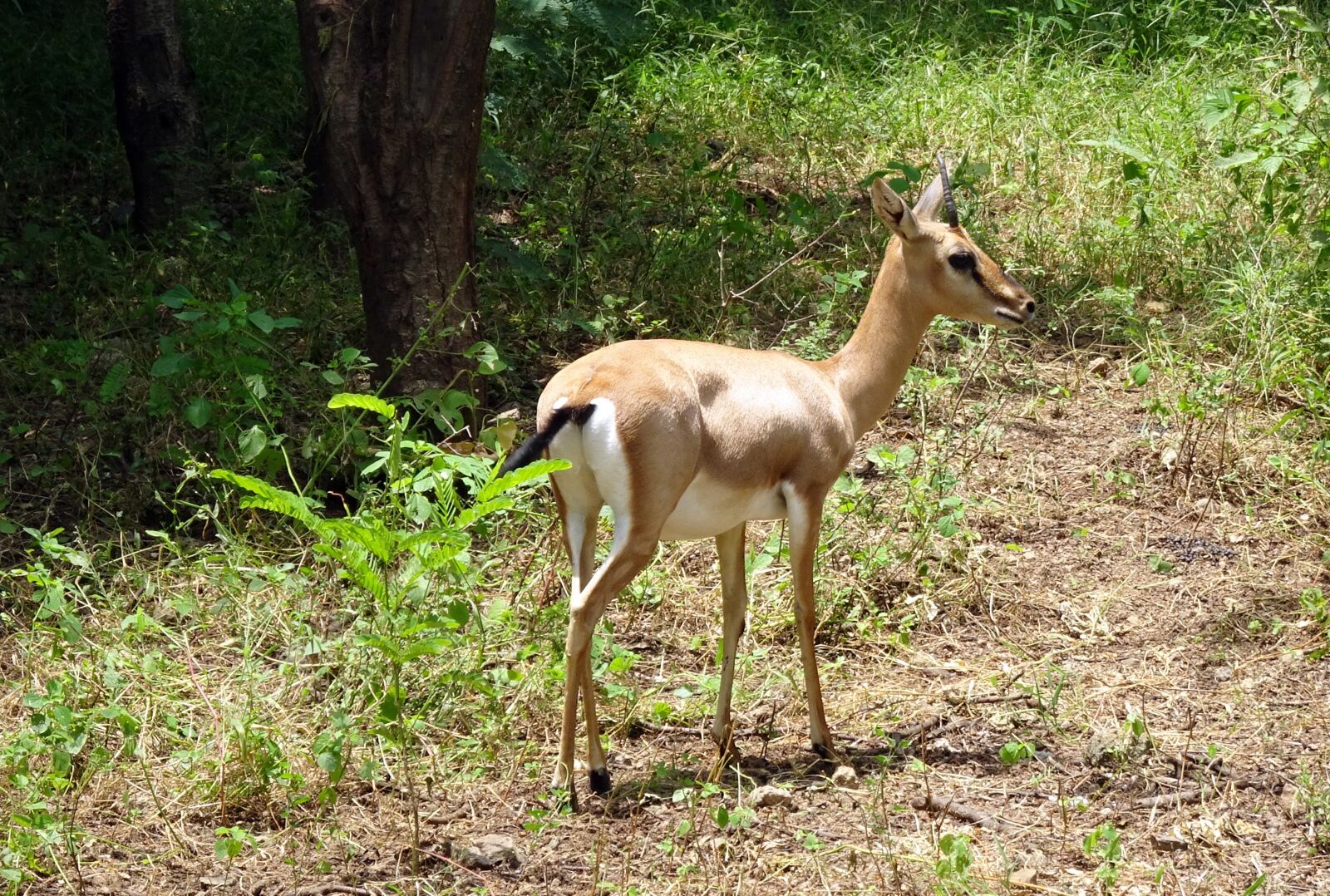 Sony Cyber-shot DSC-HX90V sample photo. Chinkara, gazella bennettii, indian photography