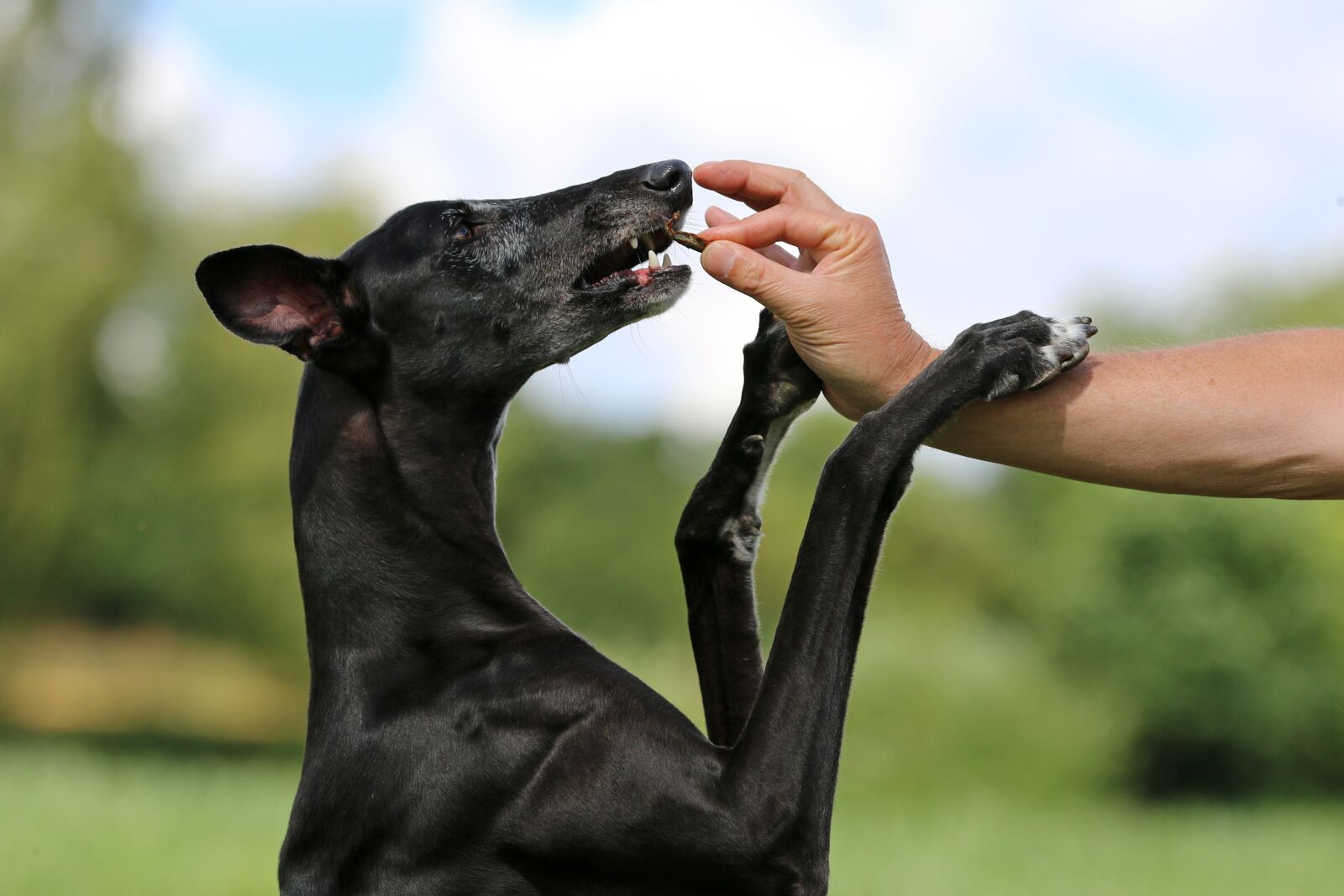 Canon EOS 70D sample photo. Galgo, treats, feed photography