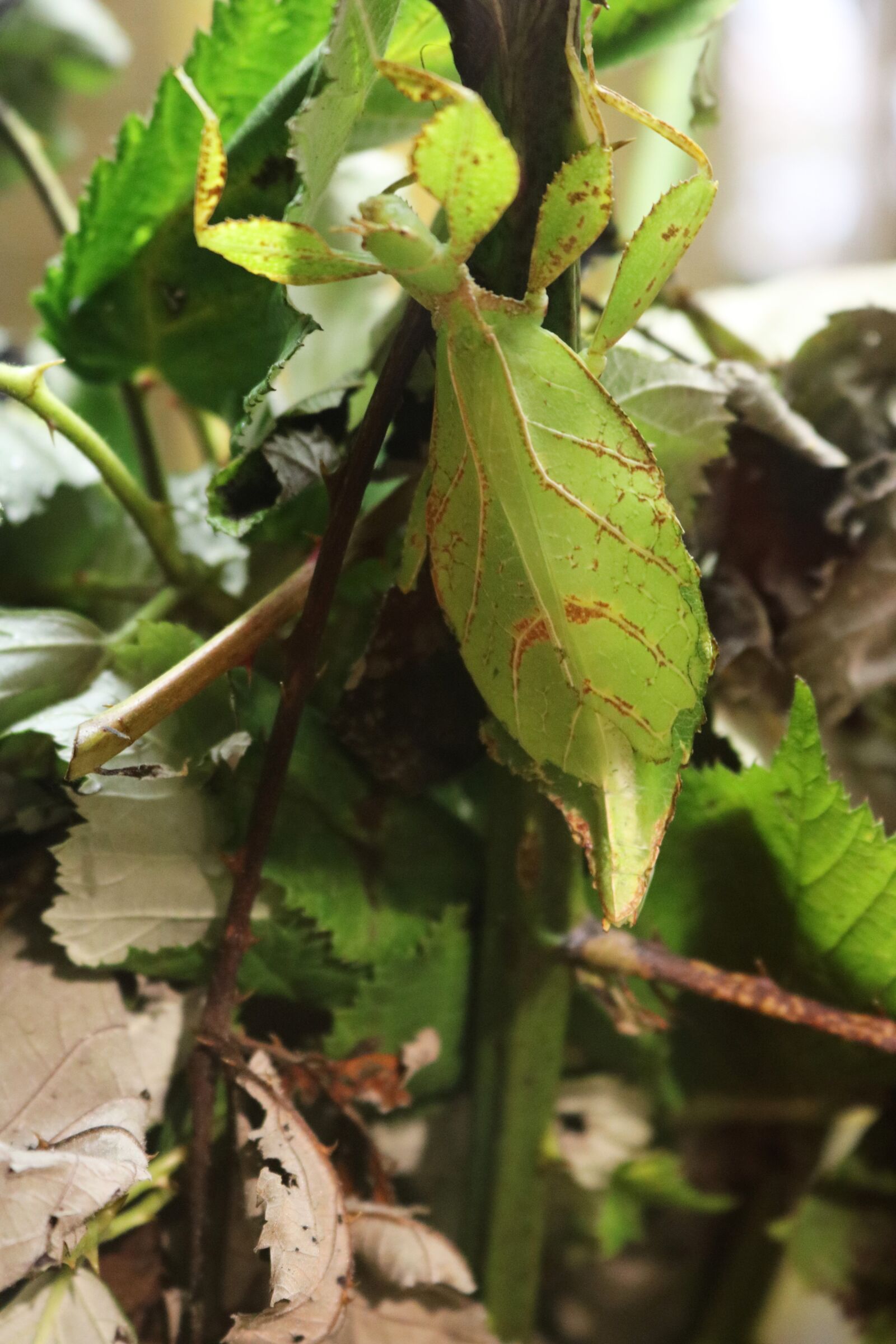 Canon EOS 750D (EOS Rebel T6i / EOS Kiss X8i) sample photo. Phylliidae, leaf bug, bug photography