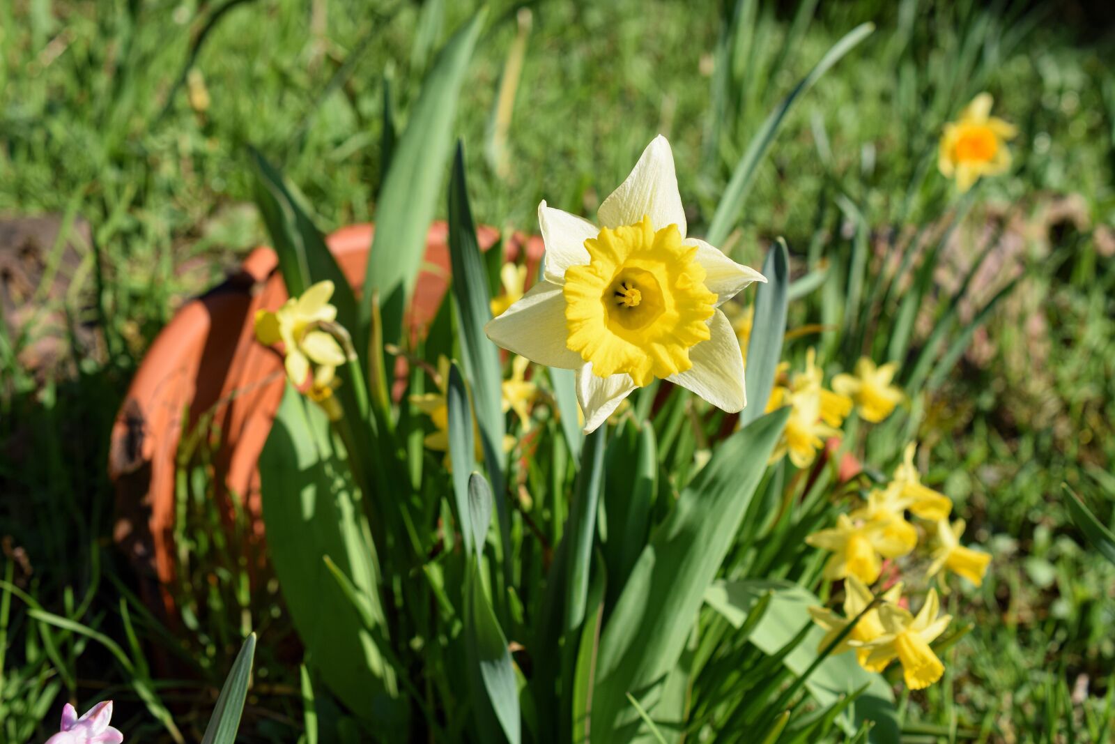 Nikon D5300 sample photo. Narcissus, narcissus pseudonarcissus, beetle photography