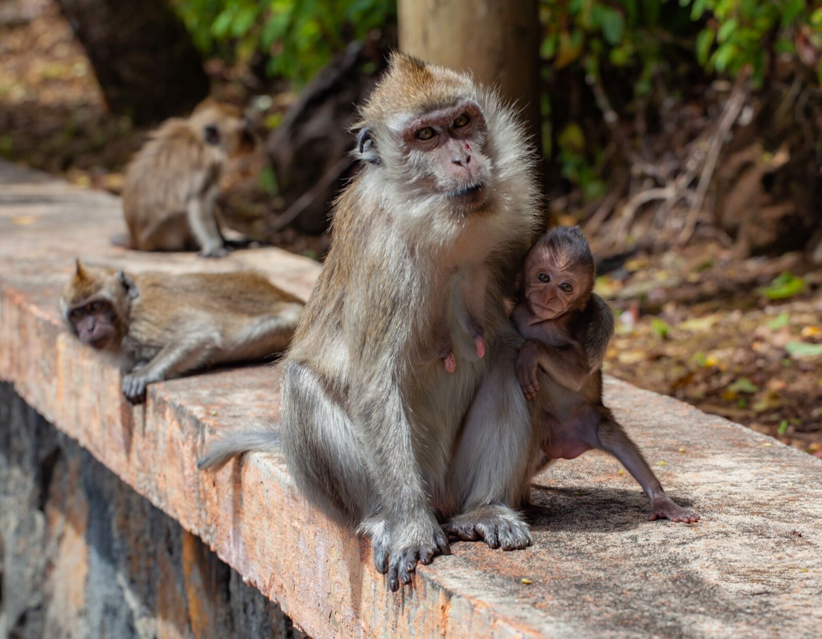 Canon EOS 5D Mark II + Canon EF 70-200mm F4L USM sample photo. Long tailed macaque, crab-eating photography