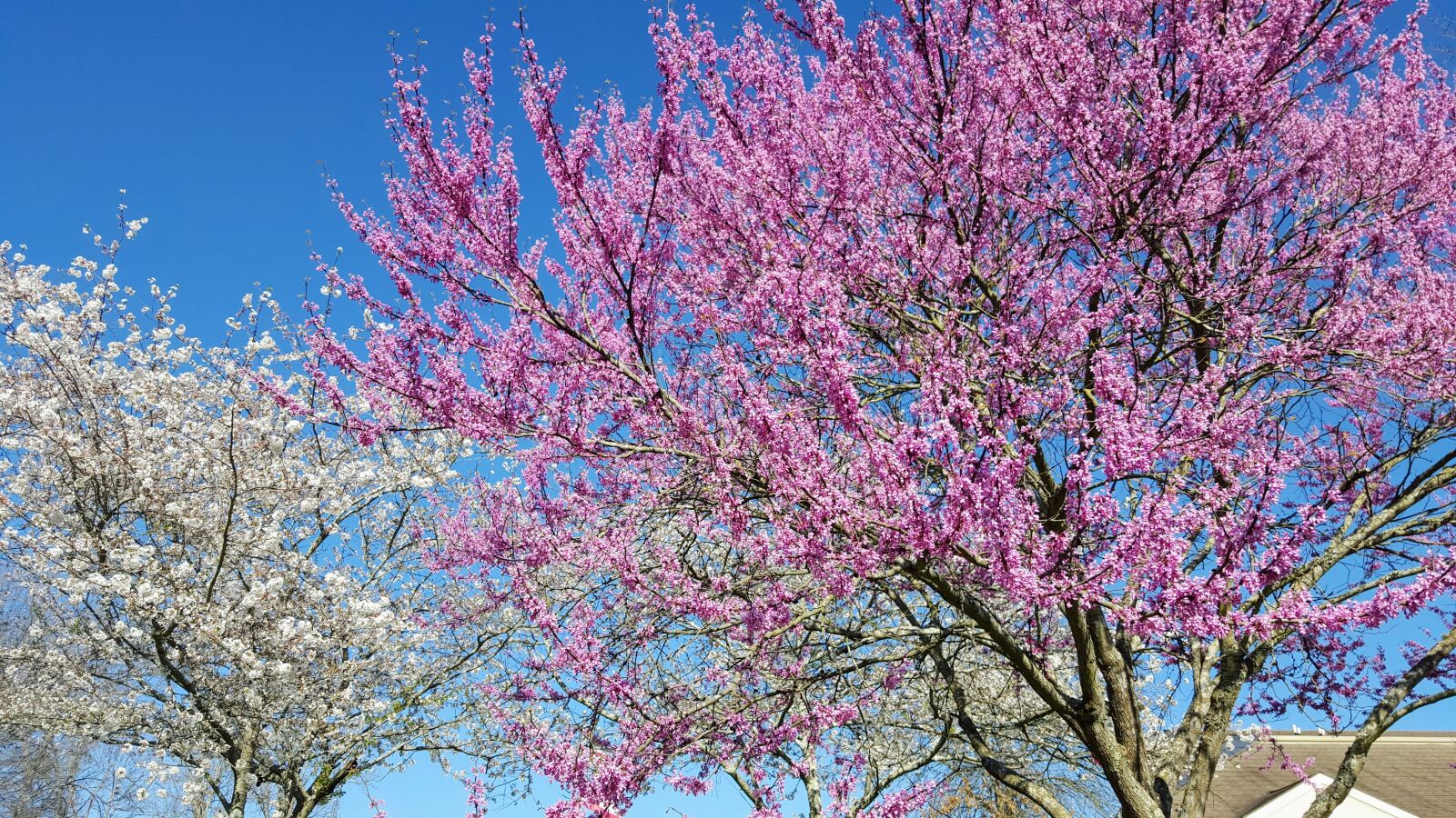 Samsung Galaxy S6 sample photo. Blooming, blooms, blue, cherry photography