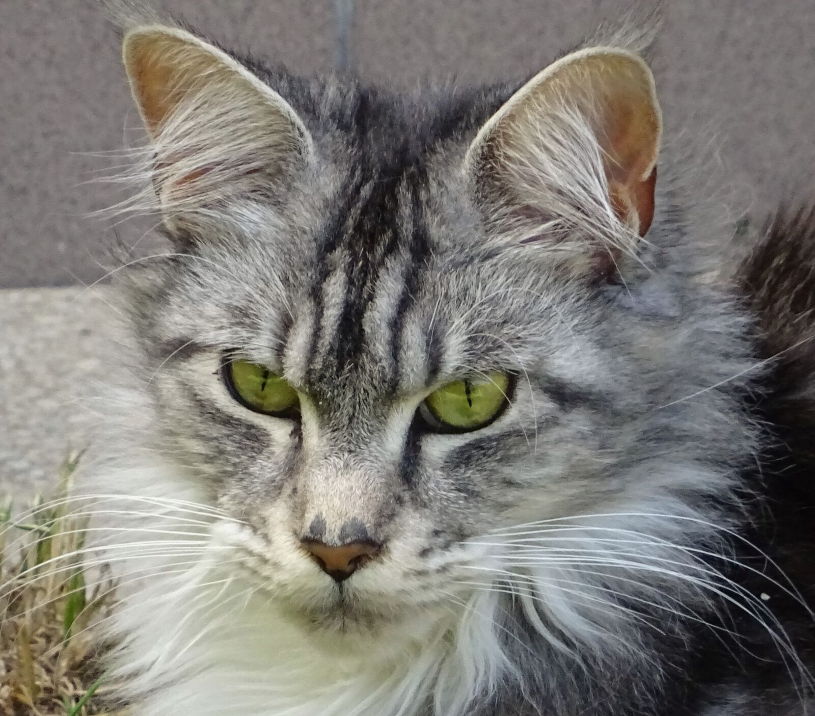 Sony DSC-HX60 sample photo. Animal, mammal, cat photography