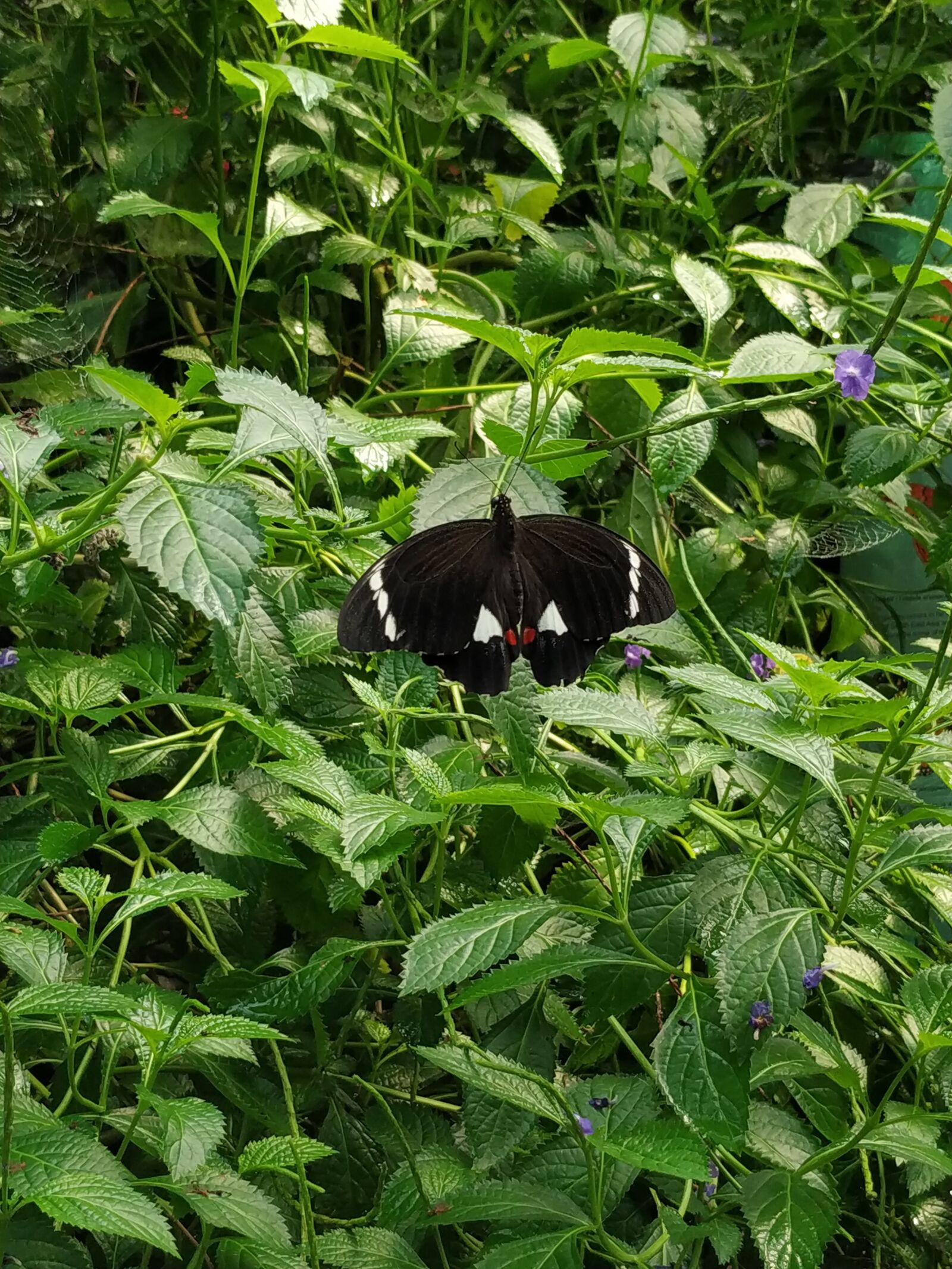 Xiaomi Mi A2 sample photo. Orchard swallowtail, papilio aegeus photography