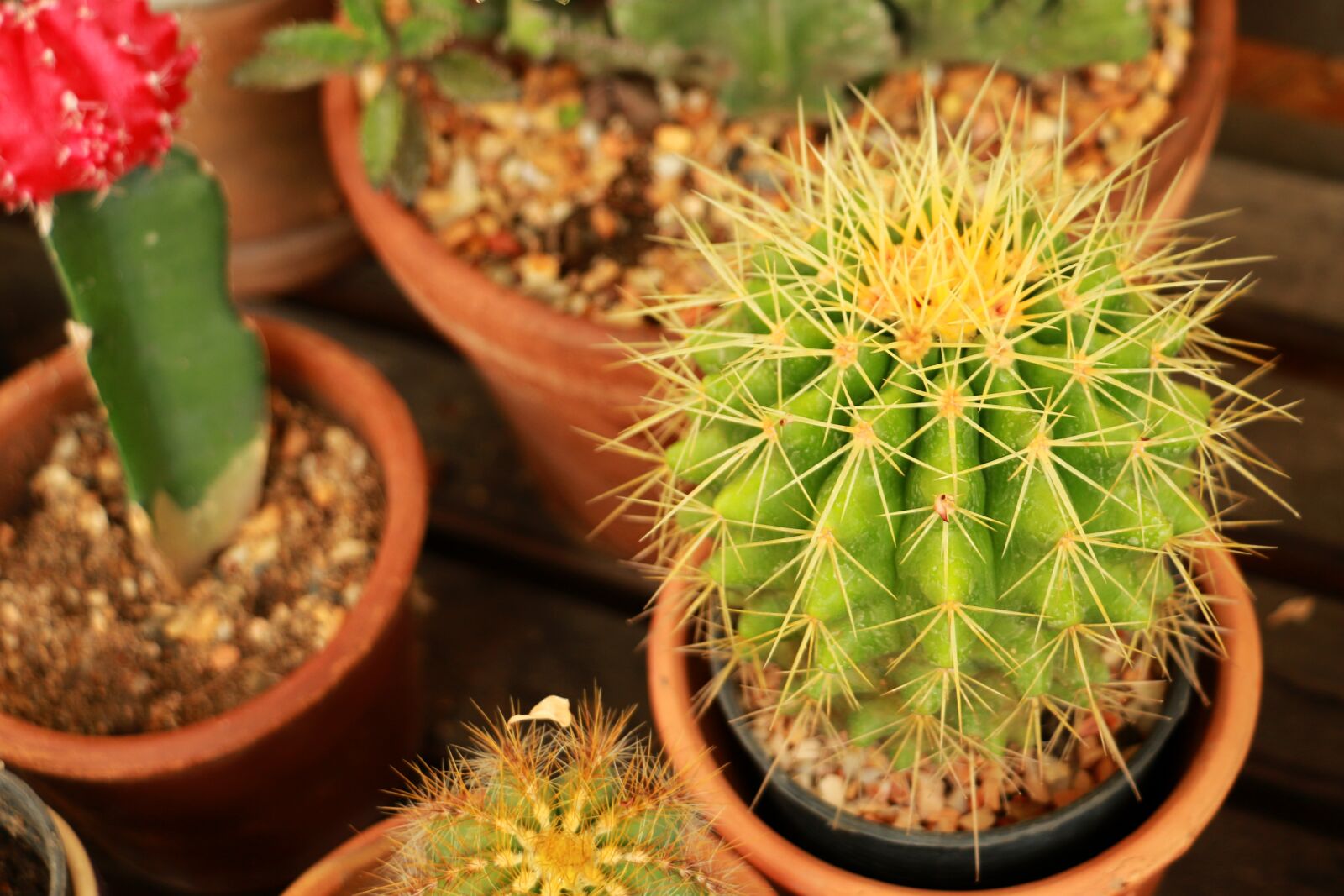 Canon EOS 70D sample photo. Cactus, green, plant photography