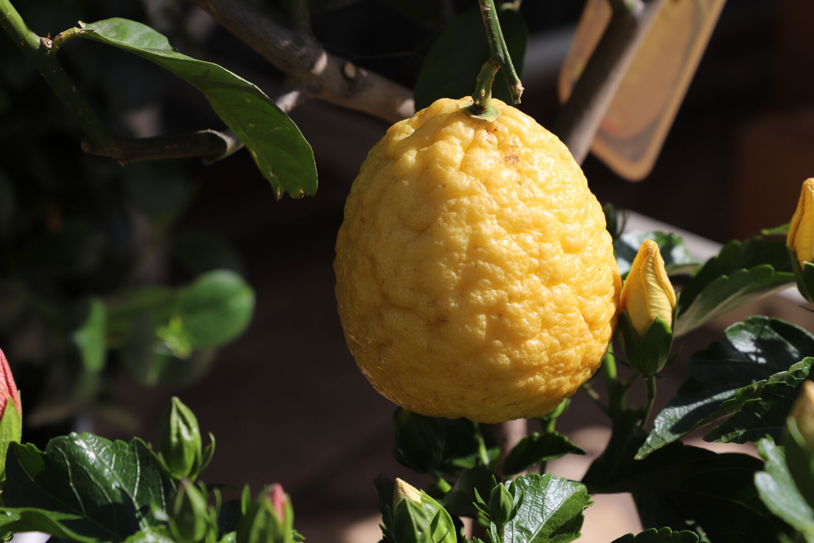 Canon EOS 6D Mark II sample photo. Leaf, fruit, mat photography