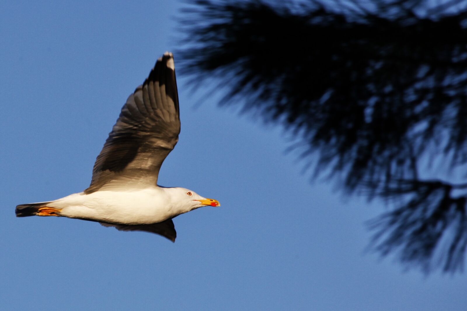 Canon EOS 5D Mark II sample photo. Seagull, animal, bird photography