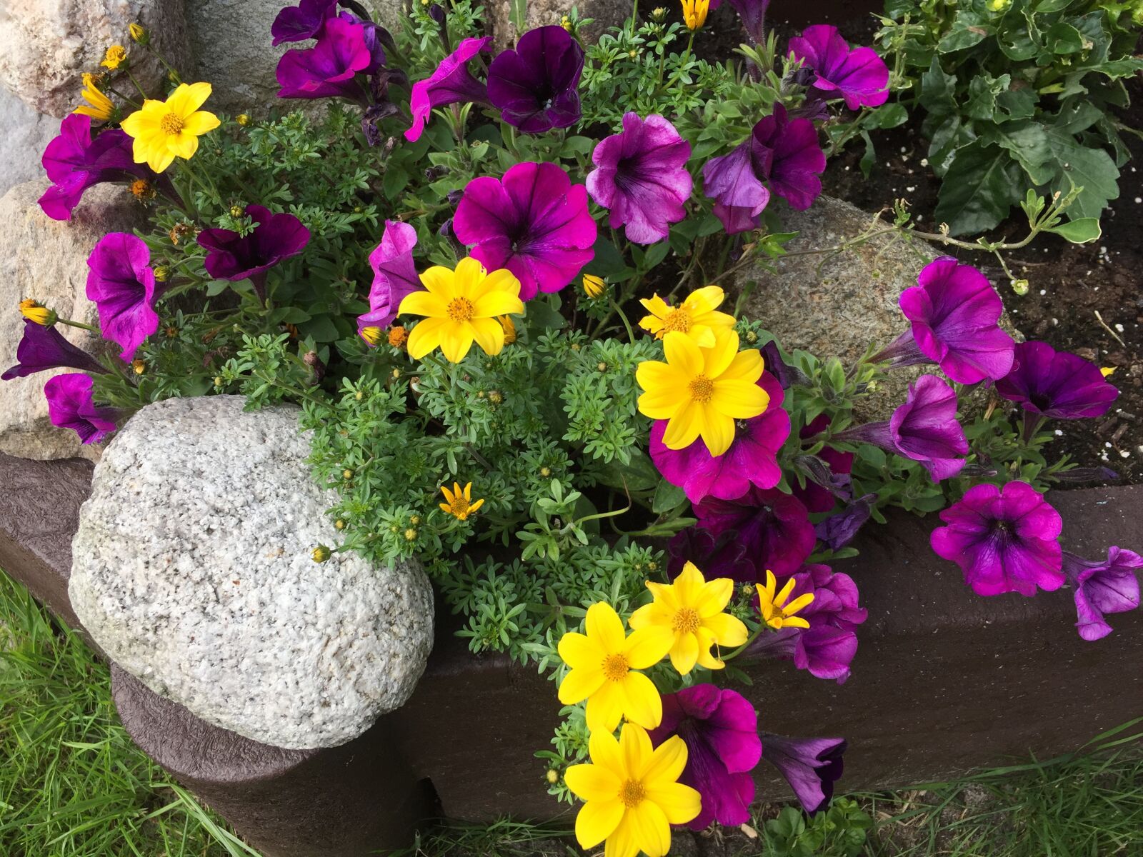 iPhone 6 back camera 4.15mm f/2.2 sample photo. Flowers, flourished, colorful photography