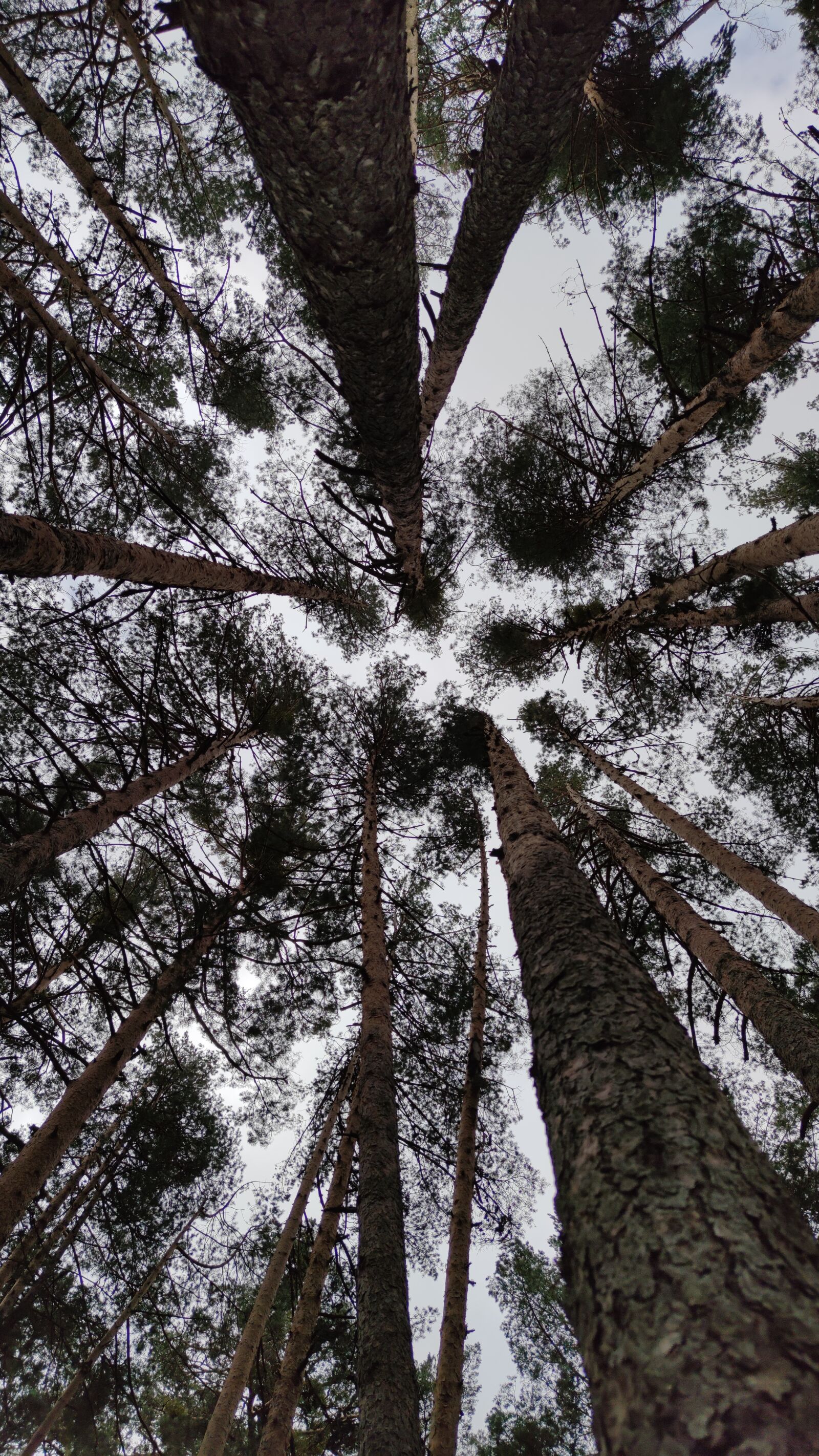 Xiaomi Mi Note 10 sample photo. Pine, pinewood, sky photography