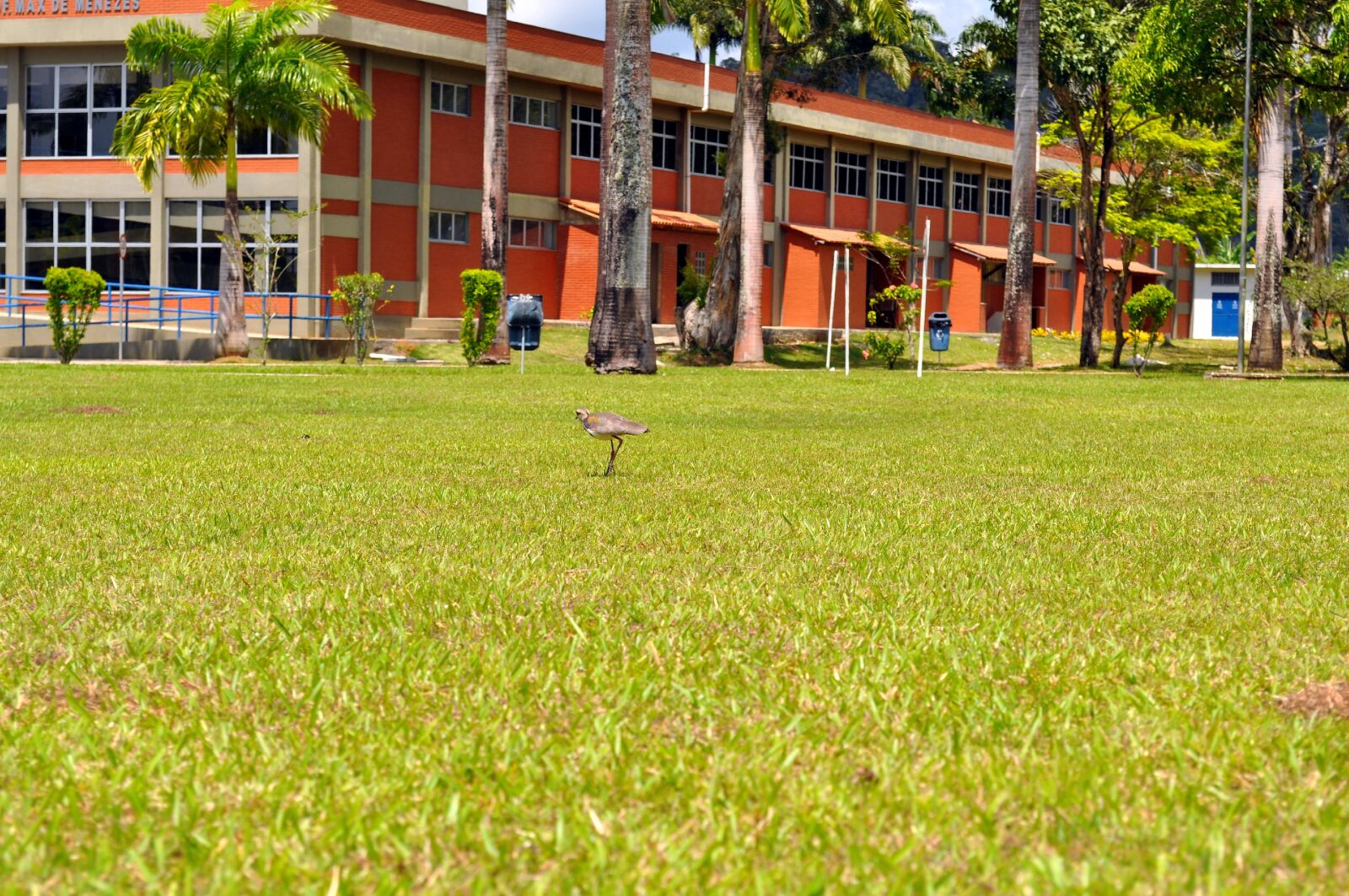 Nikon D5000 sample photo. Birds, hopping, lawn, front photography